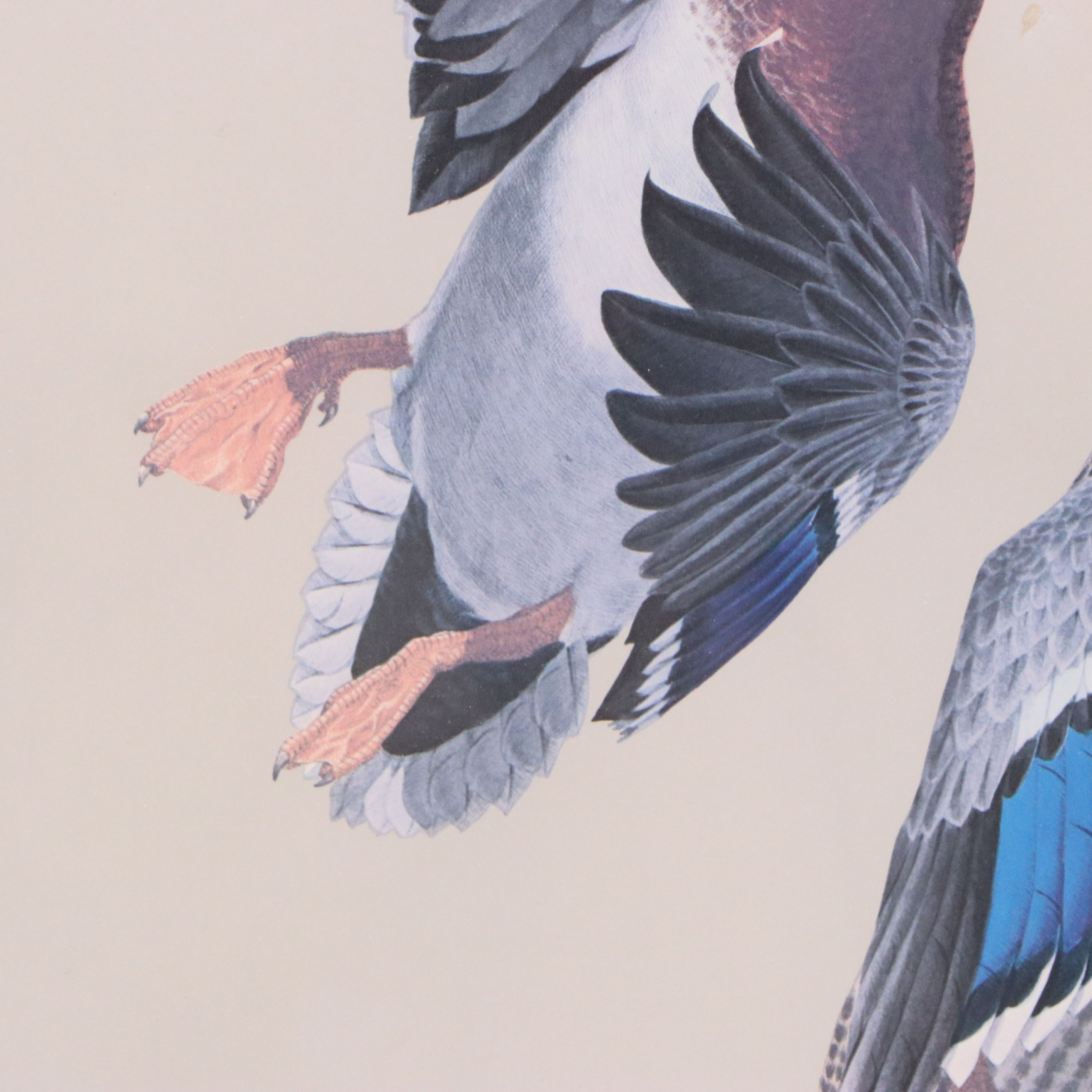 Guy Coheleach Offset Lithograph of Alighting Mallards