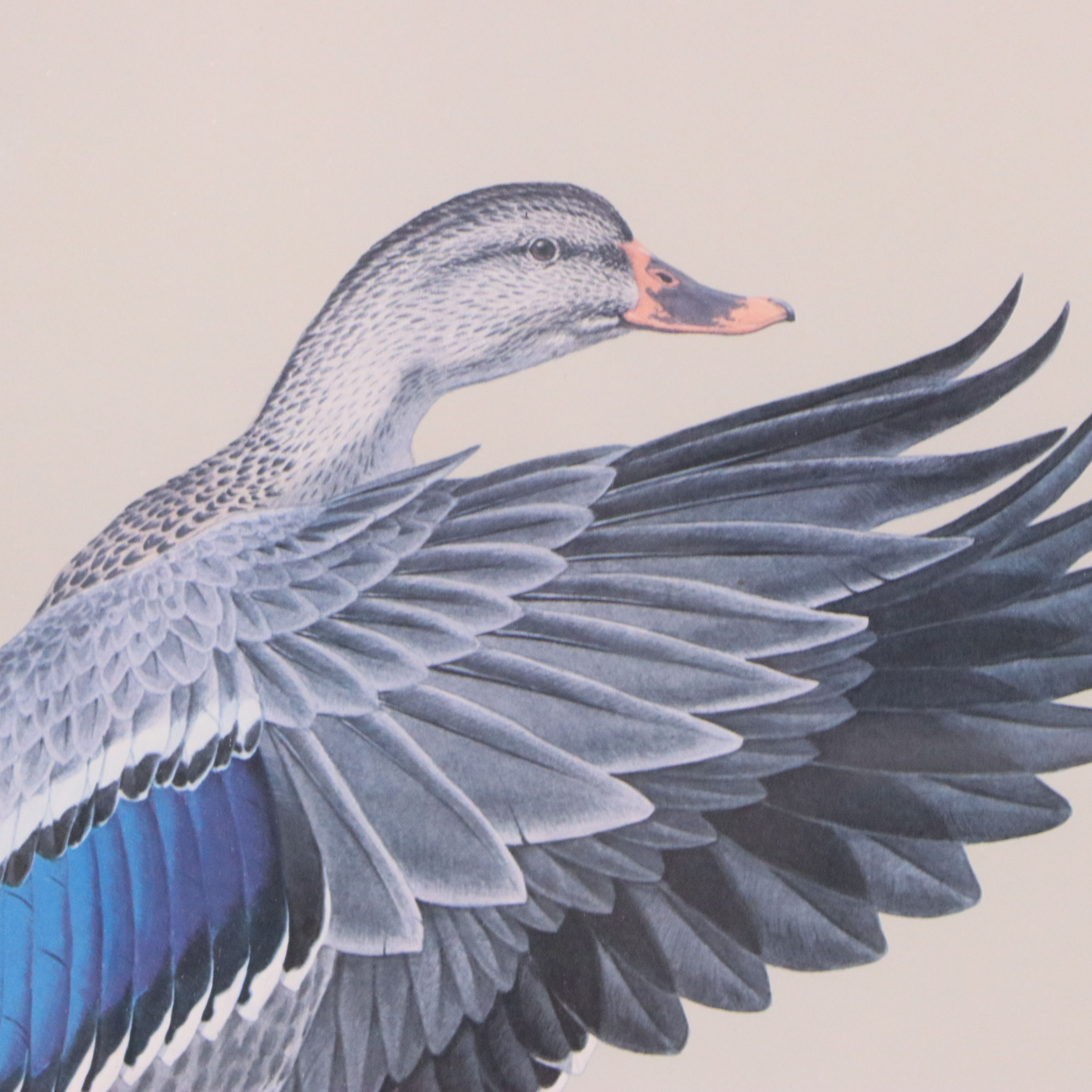 Guy Coheleach Offset Lithograph of Alighting Mallards