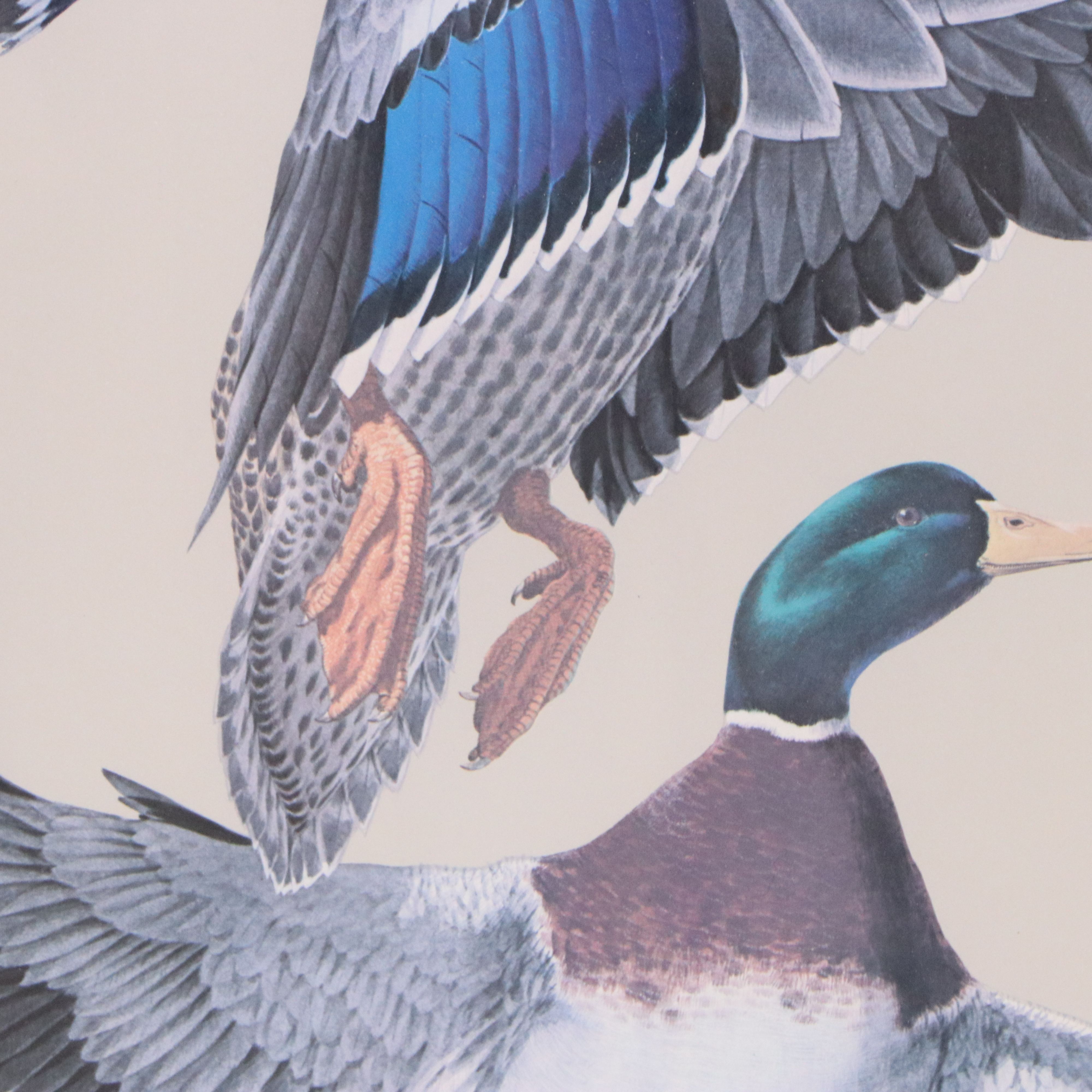 Guy Coheleach Offset Lithograph of Alighting Mallards