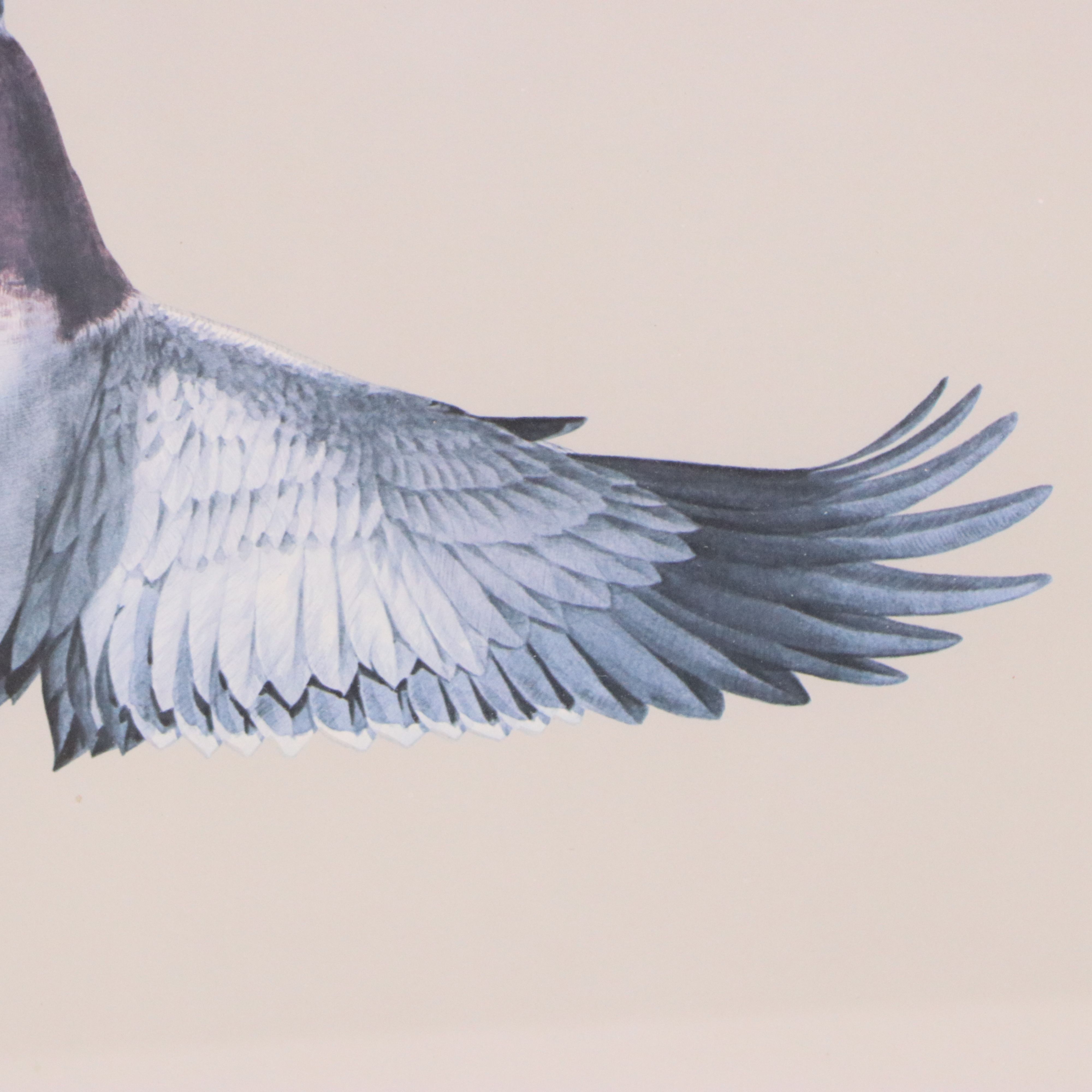 Guy Coheleach Offset Lithograph of Alighting Mallards