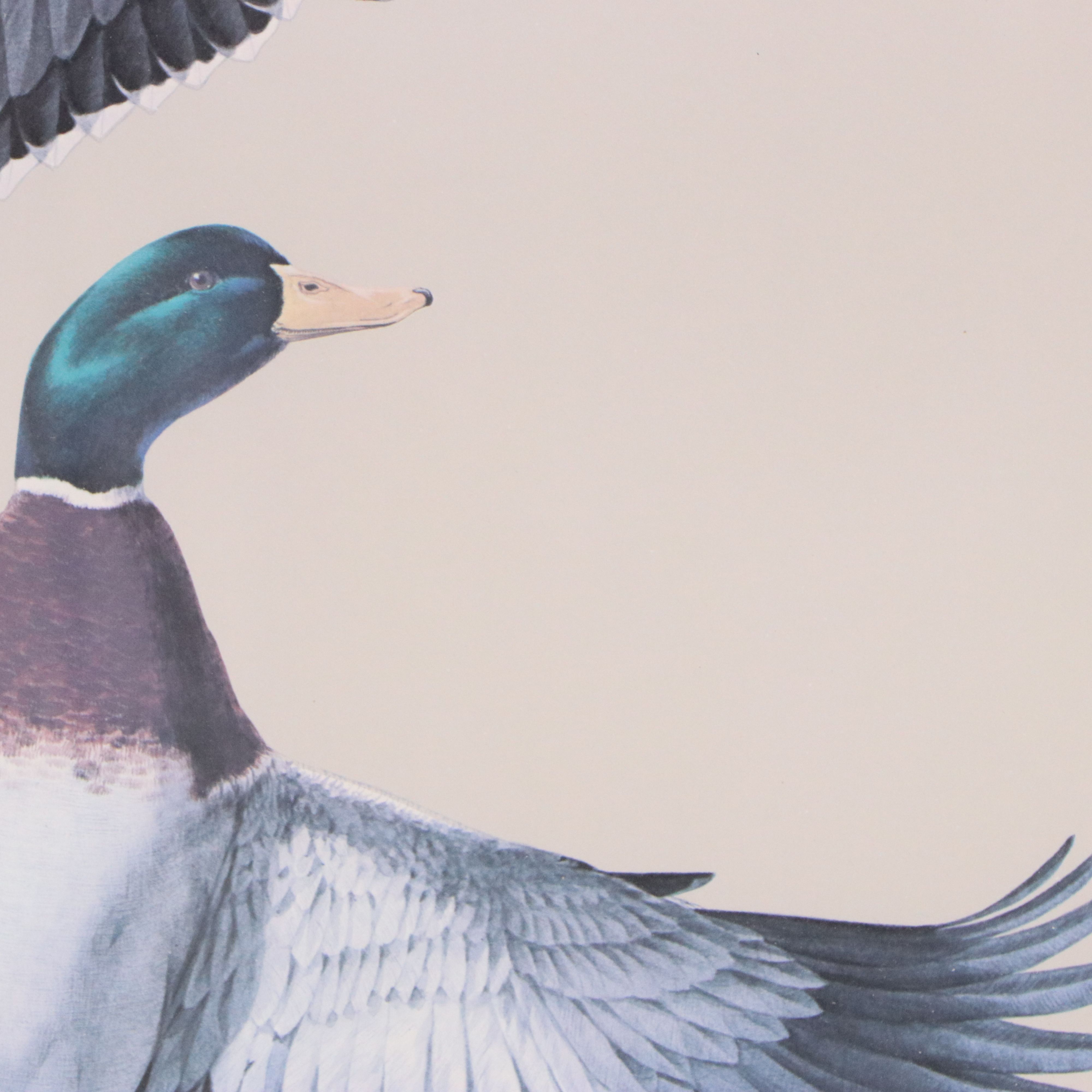 Guy Coheleach Offset Lithograph of Alighting Mallards