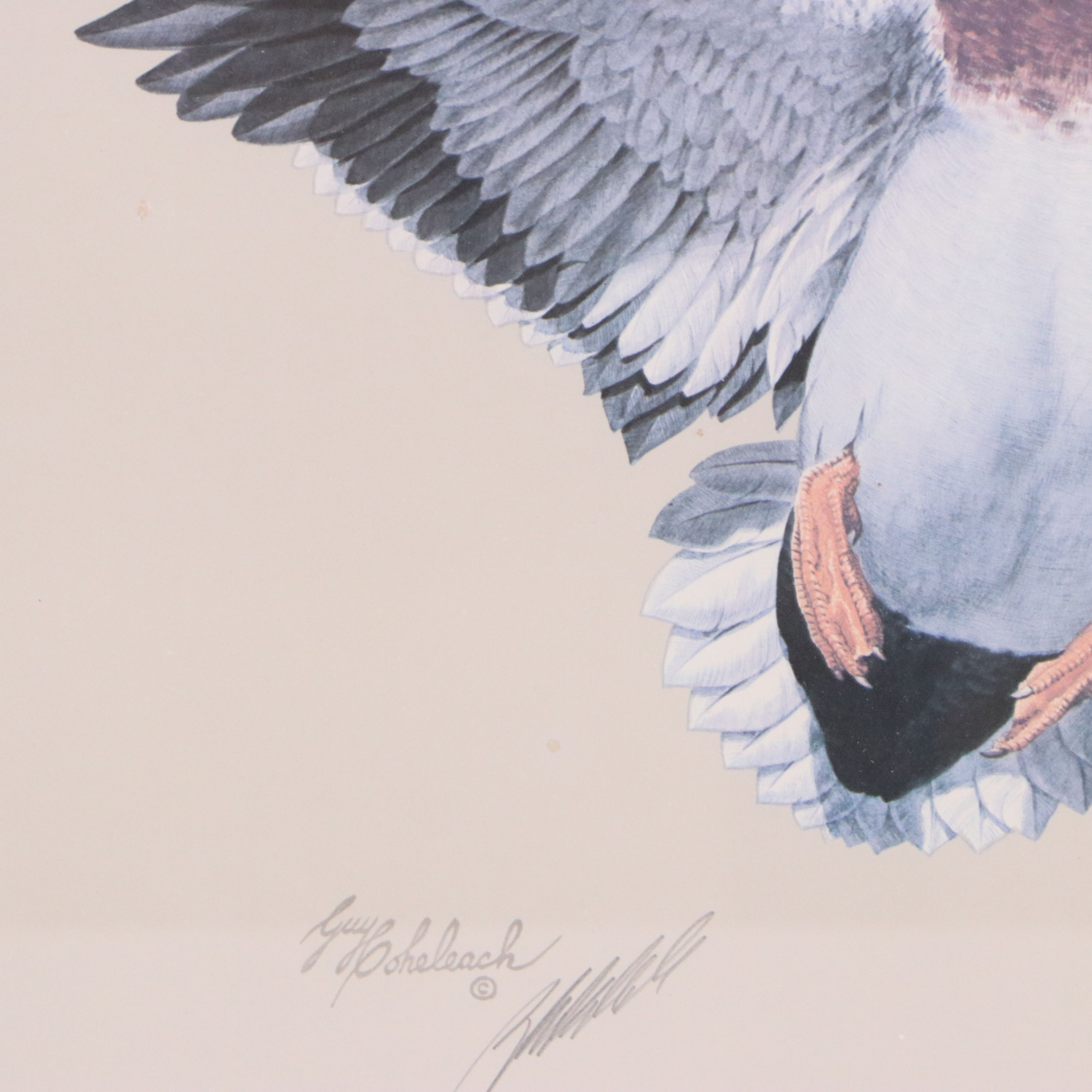Guy Coheleach Offset Lithograph of Alighting Mallards