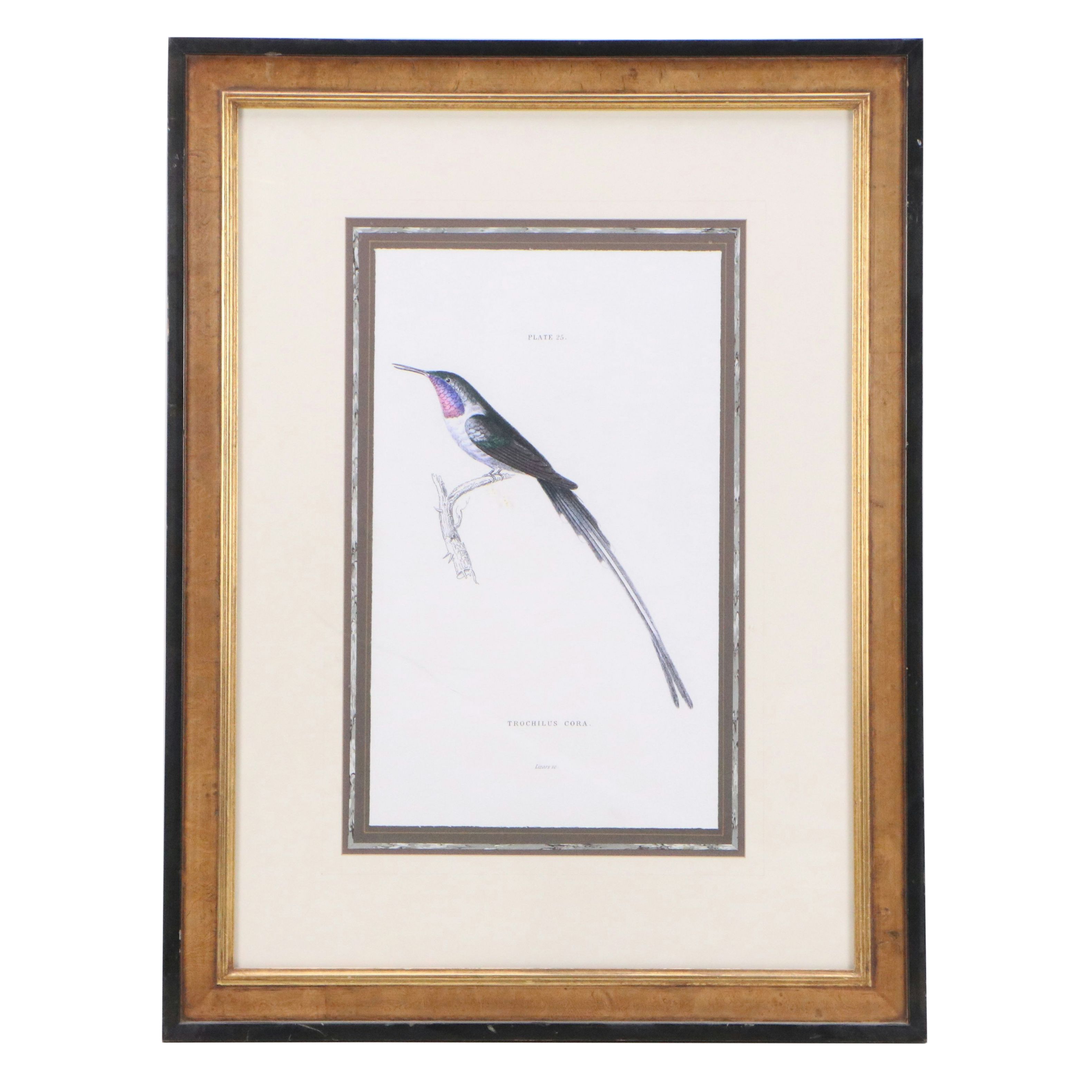 Ornithological Digital Print After William Home Lizars "Trochilus Cora"