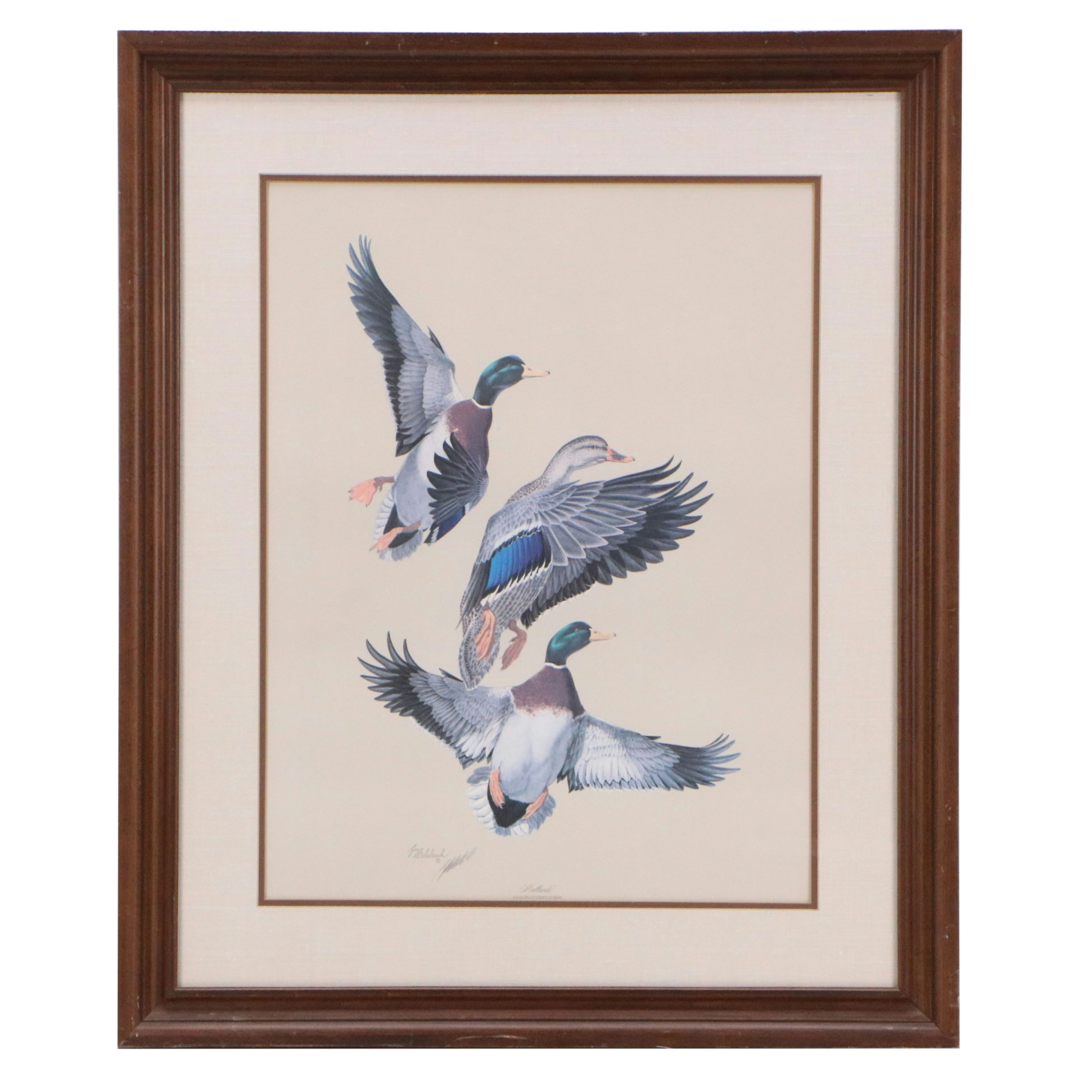 Guy Coheleach Offset Lithograph of Alighting Mallards