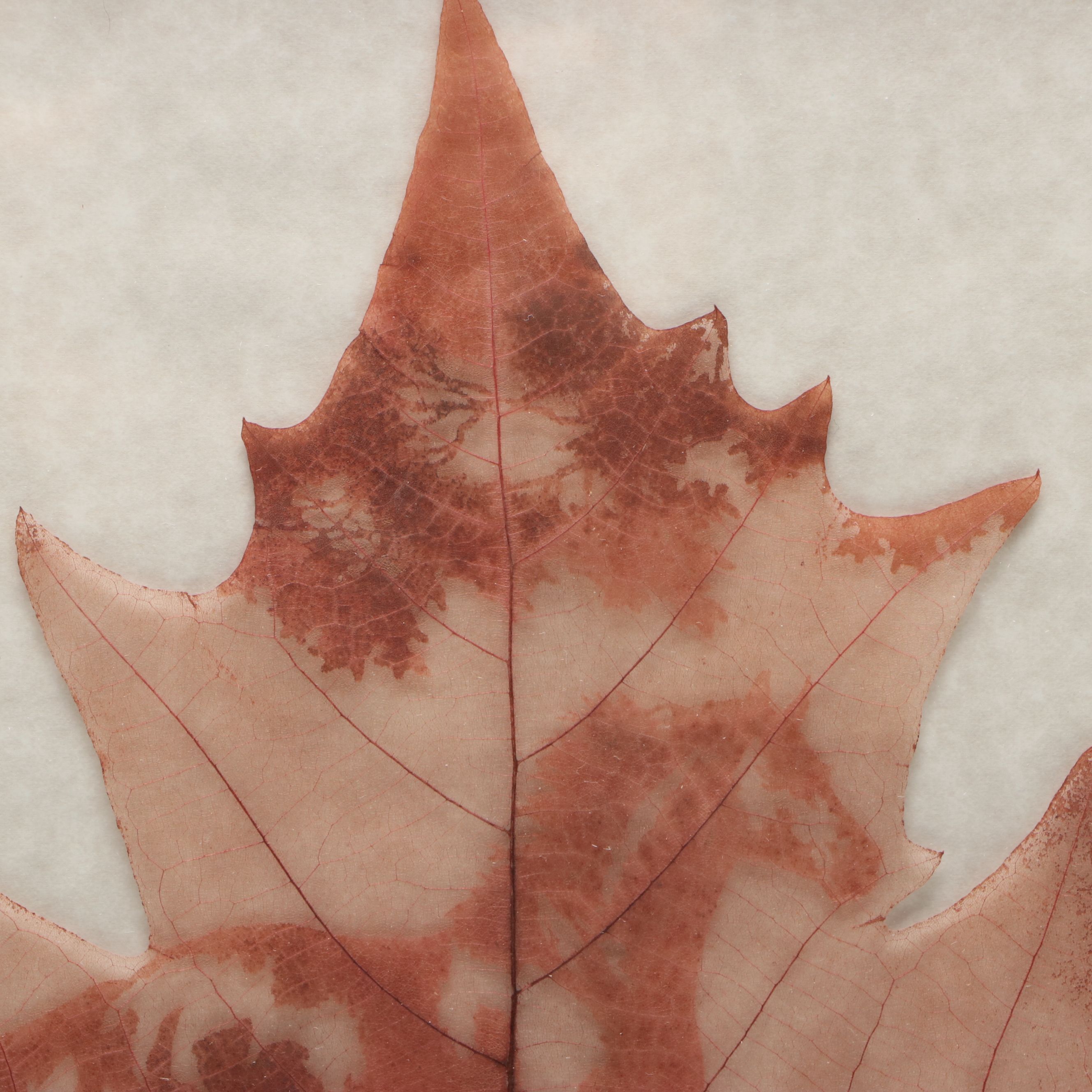 Hand-Carved Chinar Leaf with Prancing Horse