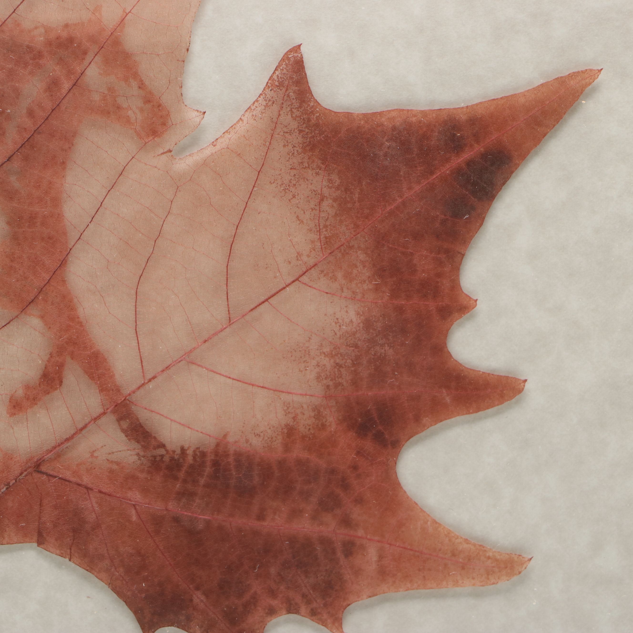 Hand-Carved Chinar Leaf with Prancing Horse