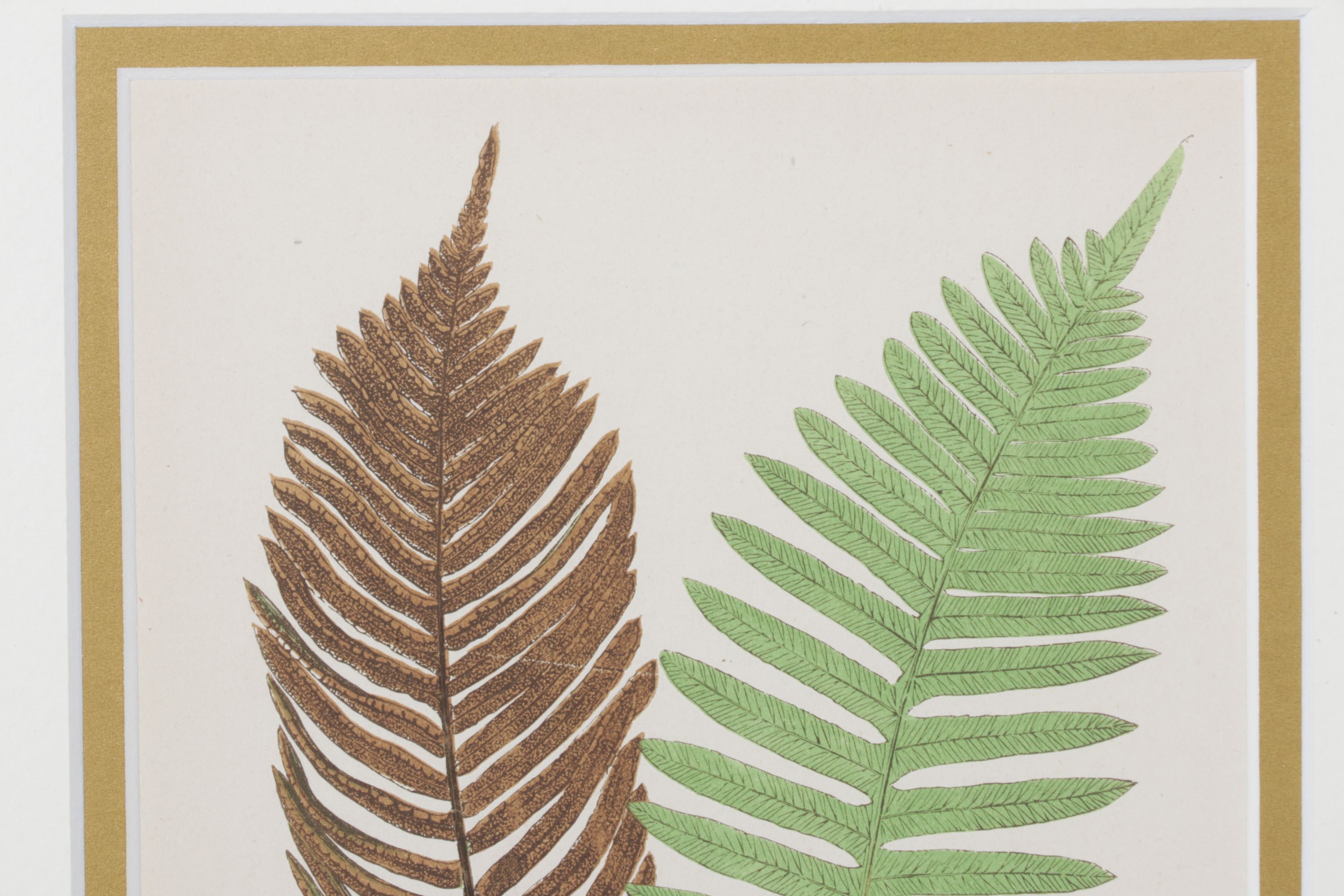 Woodblock Print After Edward Joseph Lowe "Lomaria Nuda", Late 19th Century