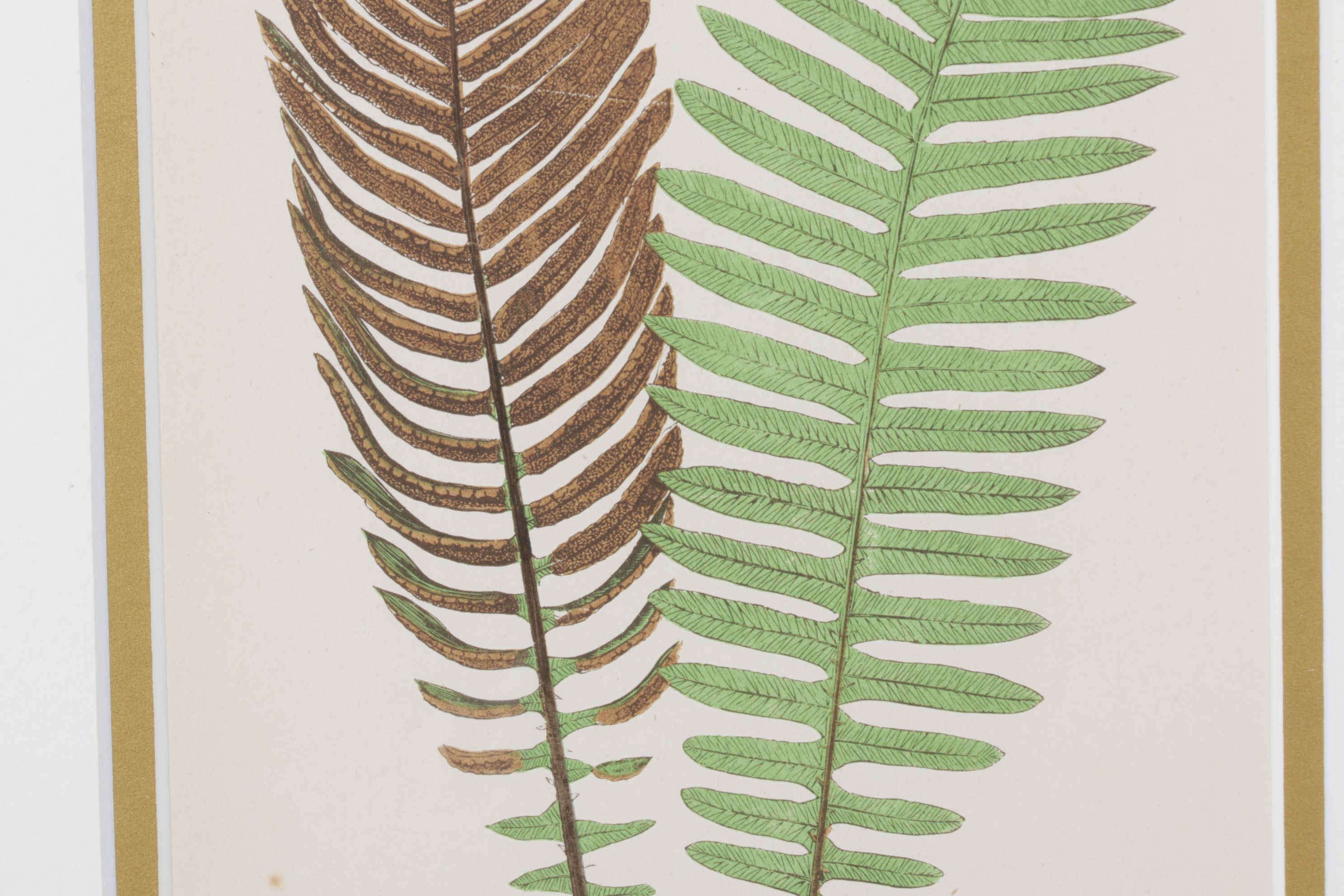 Woodblock Print After Edward Joseph Lowe "Lomaria Nuda", Late 19th Century