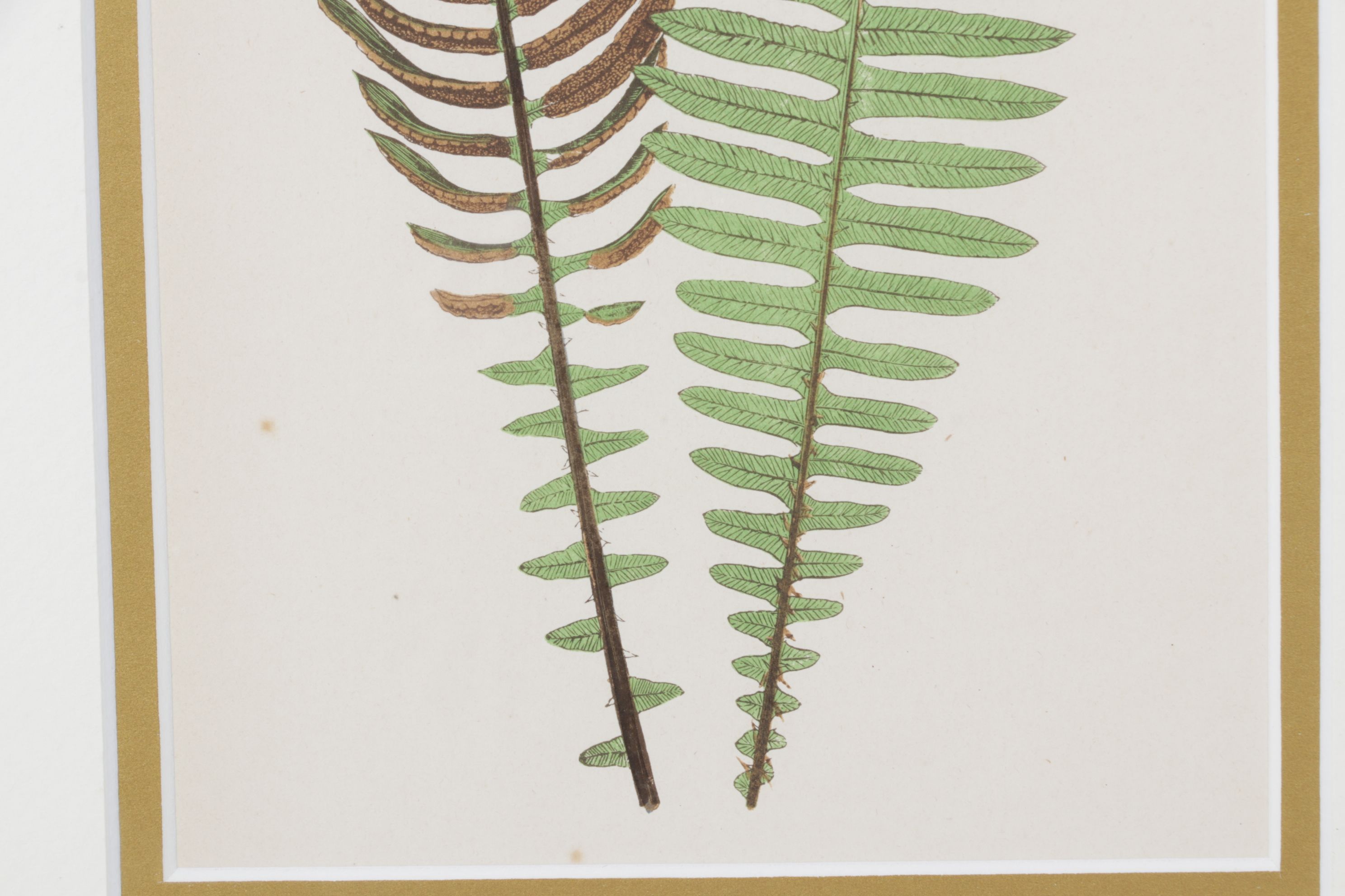 Woodblock Print After Edward Joseph Lowe "Lomaria Nuda", Late 19th Century