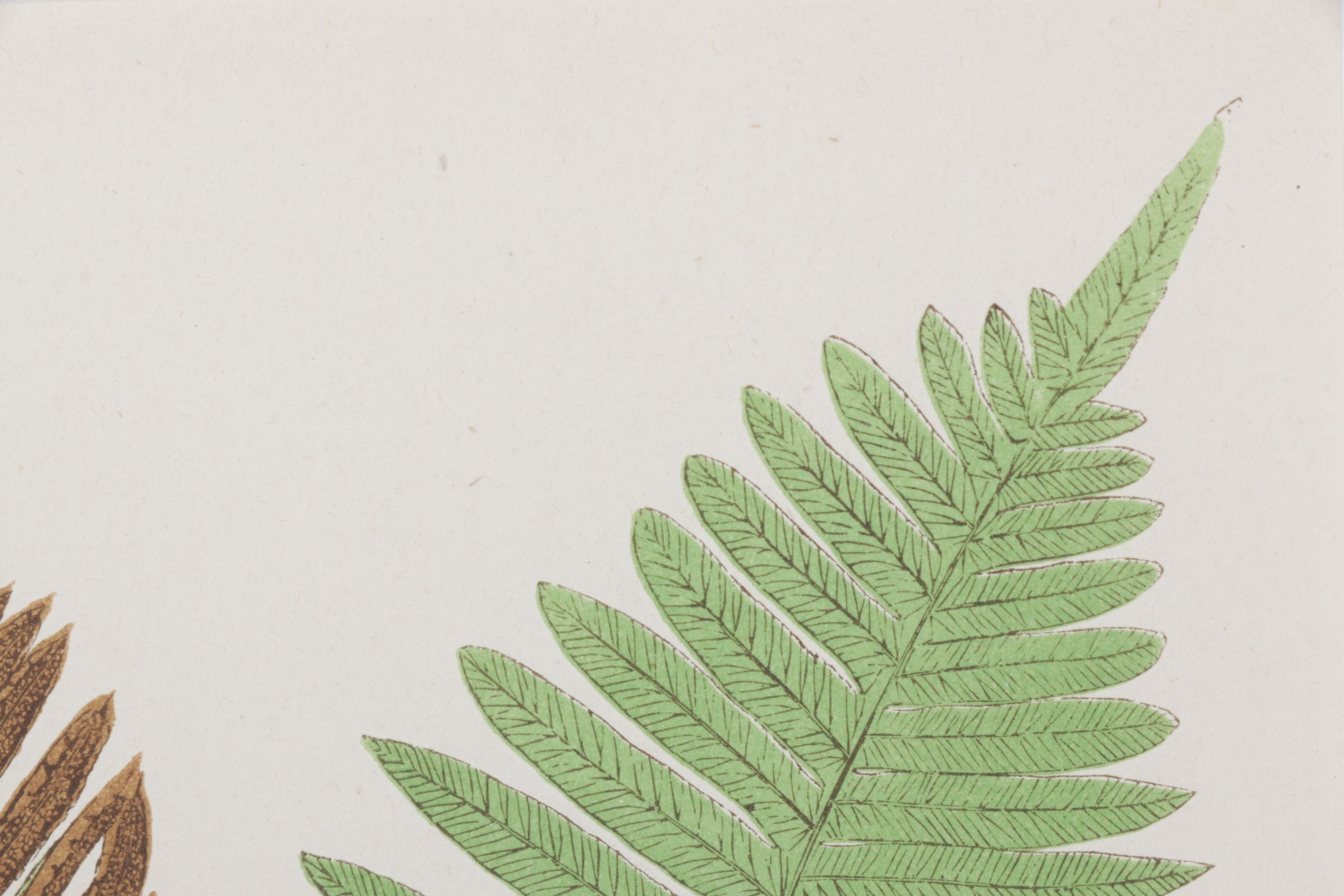 Woodblock Print After Edward Joseph Lowe "Lomaria Nuda", Late 19th Century