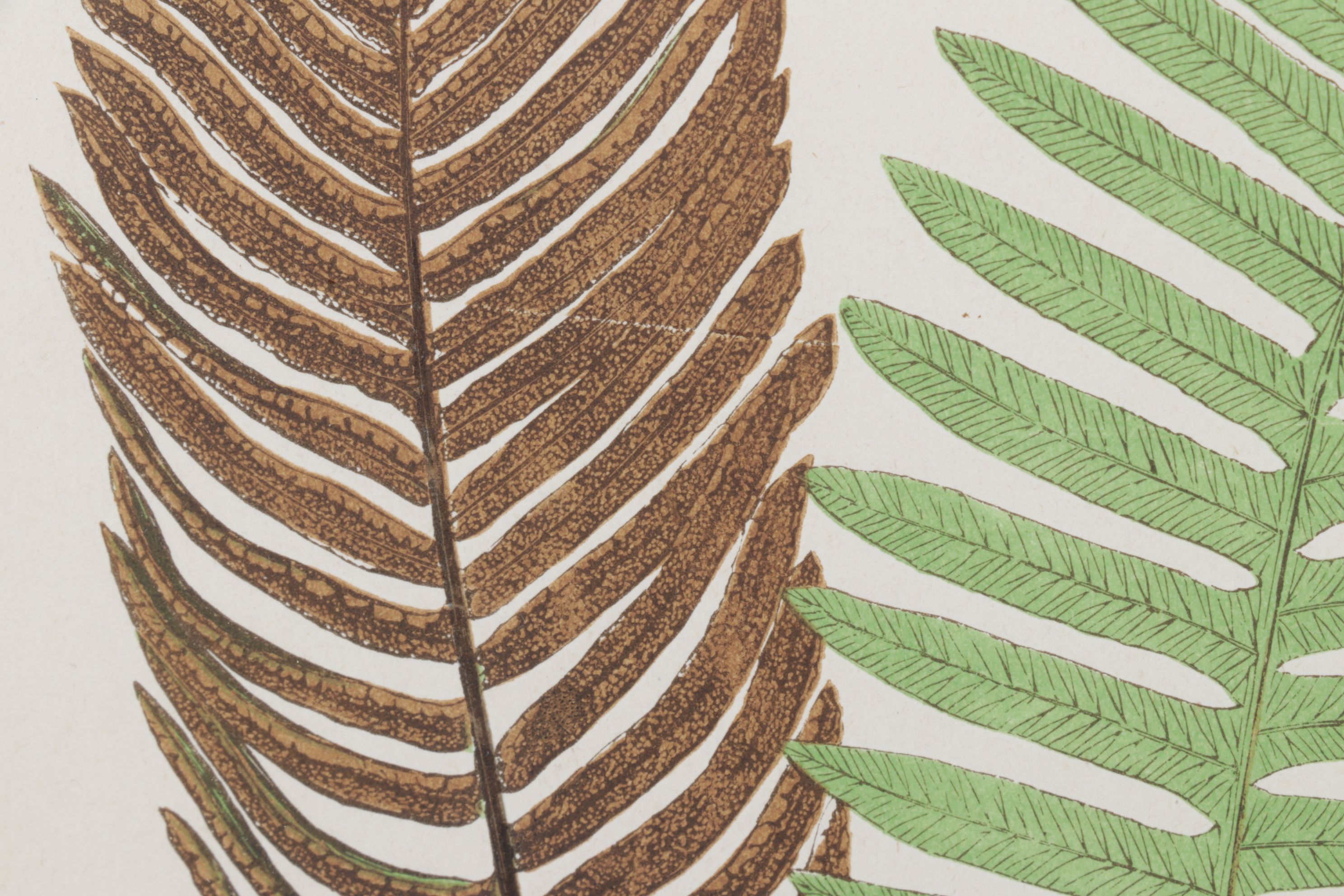 Woodblock Print After Edward Joseph Lowe "Lomaria Nuda", Late 19th Century