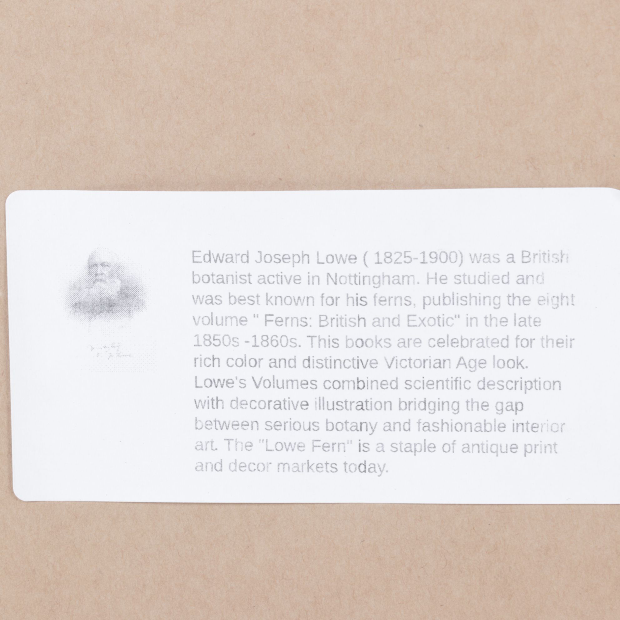 Woodblock Print After Edward Joseph Lowe "Lomaria Nuda", Late 19th Century