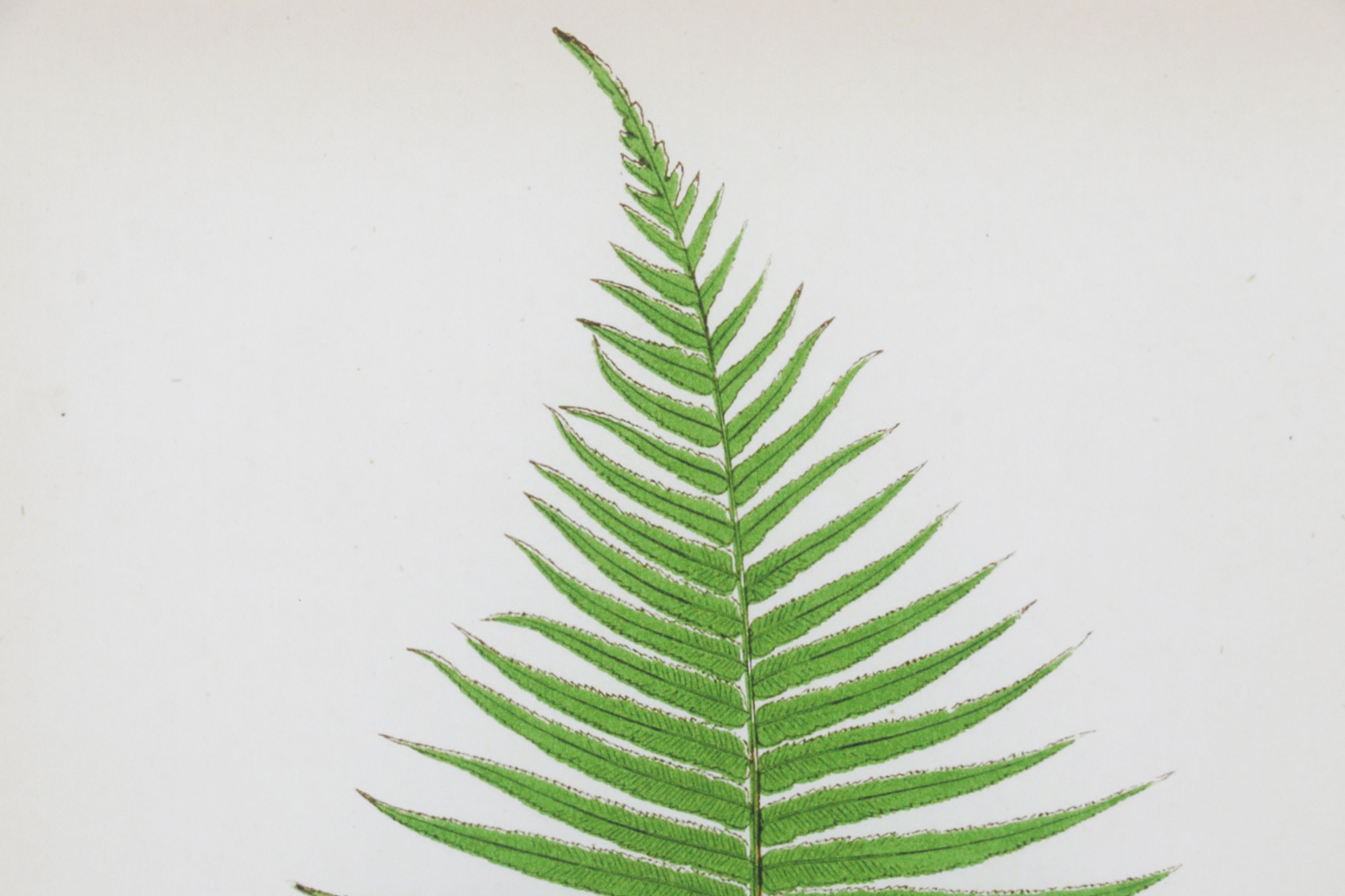 Giclée After Edward Joseph Lowe "Blechnum Cartilagineum", Late 20th Century