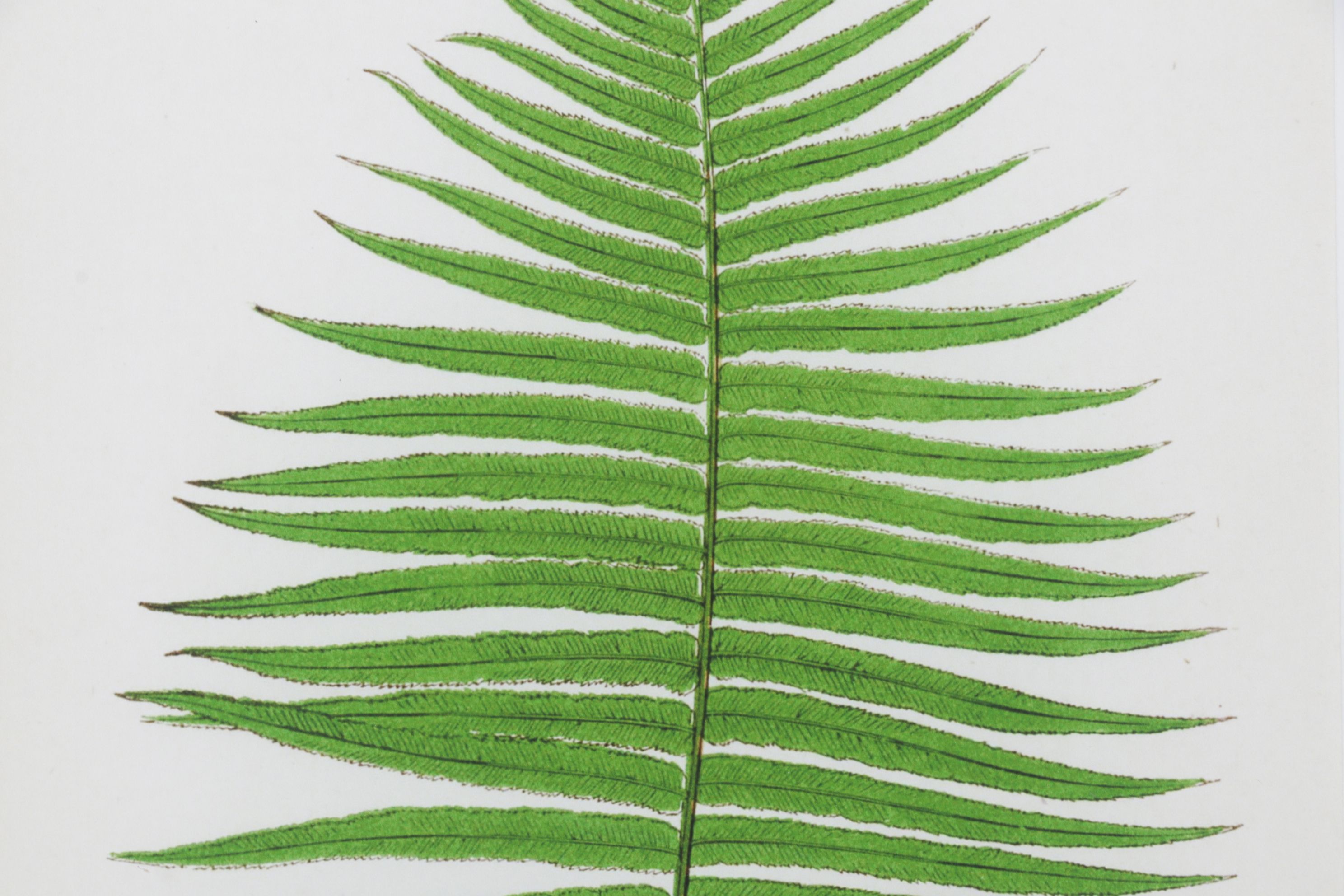 Giclée After Edward Joseph Lowe "Blechnum Cartilagineum", Late 20th Century