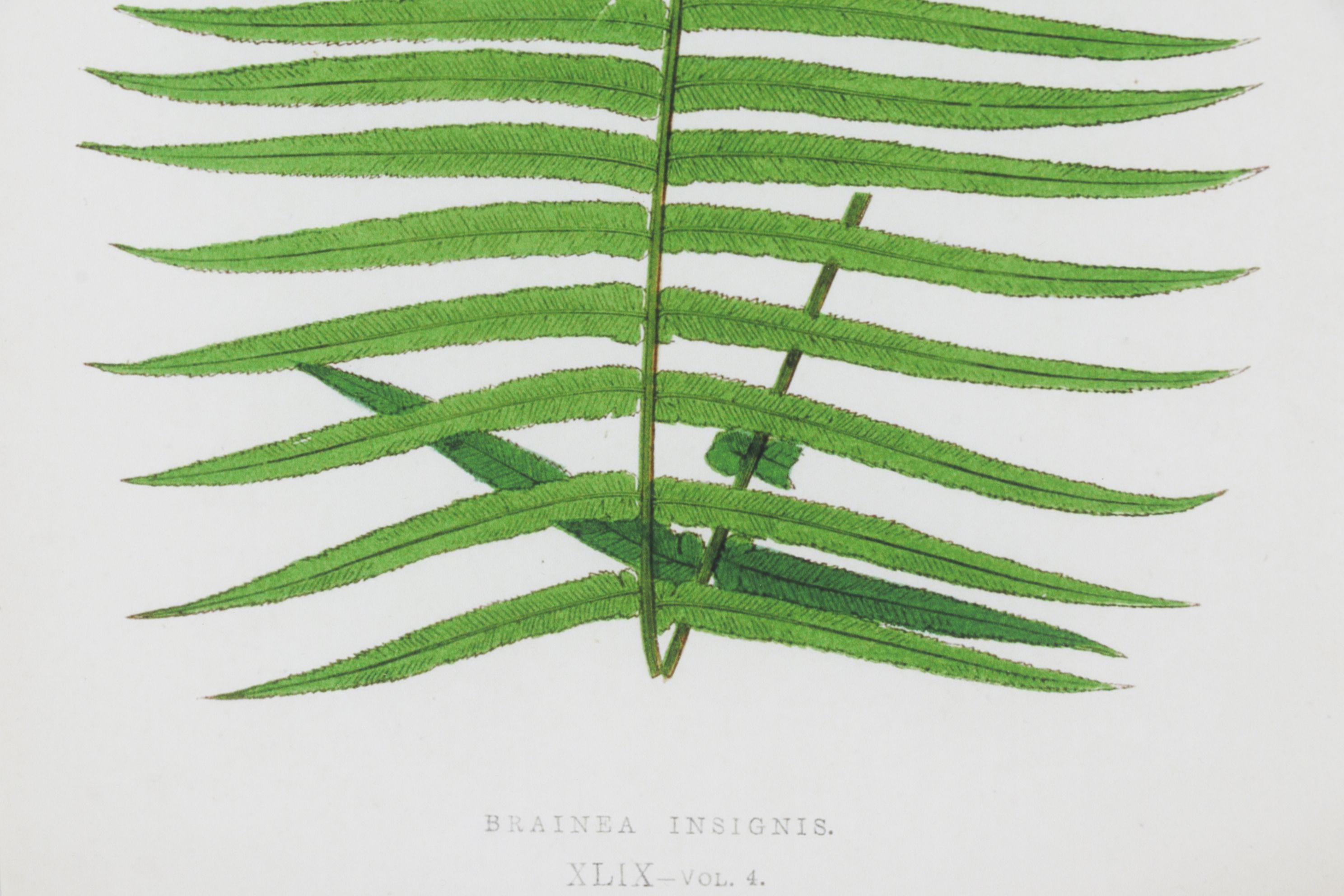 Giclée After Edward Joseph Lowe "Blechnum Cartilagineum", Late 20th Century