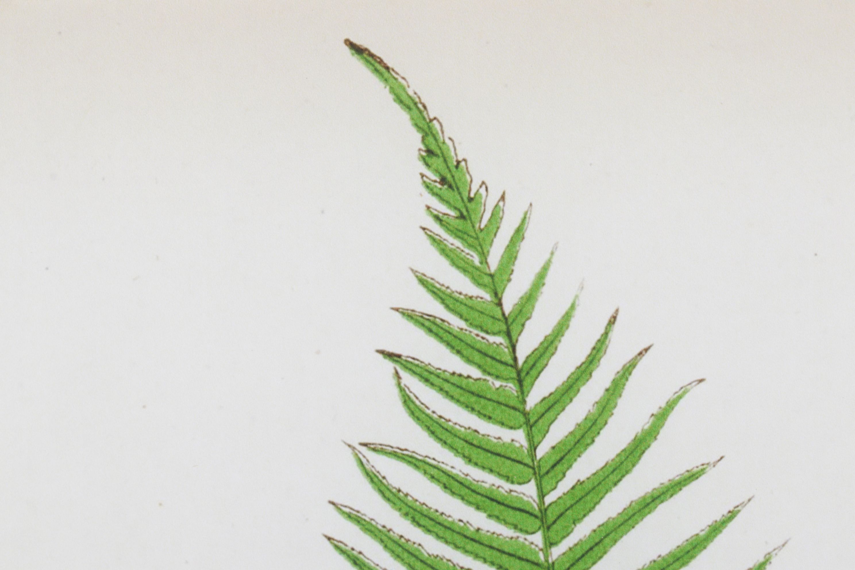 Giclée After Edward Joseph Lowe "Blechnum Cartilagineum", Late 20th Century