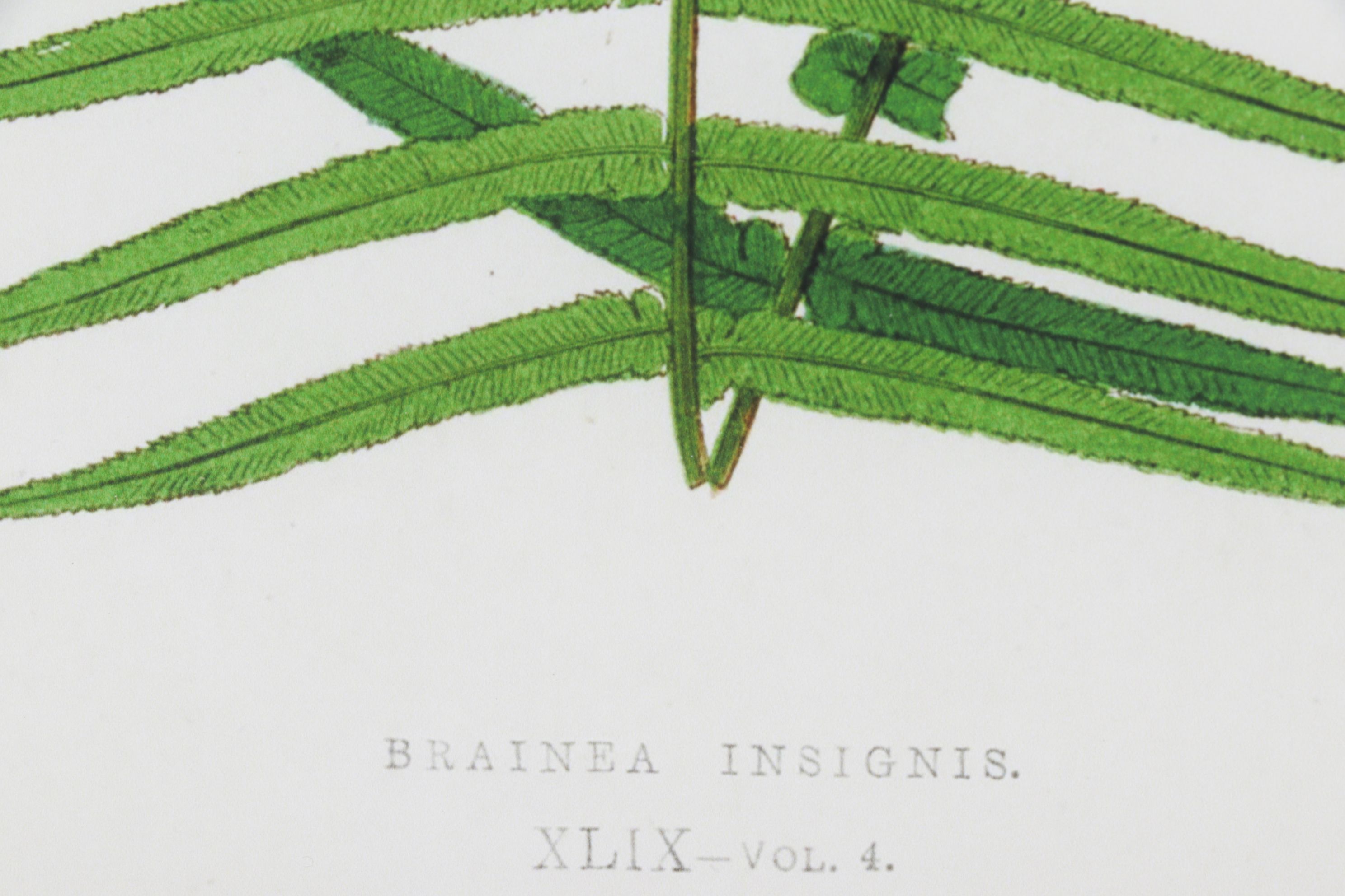 Giclée After Edward Joseph Lowe "Blechnum Cartilagineum", Late 20th Century