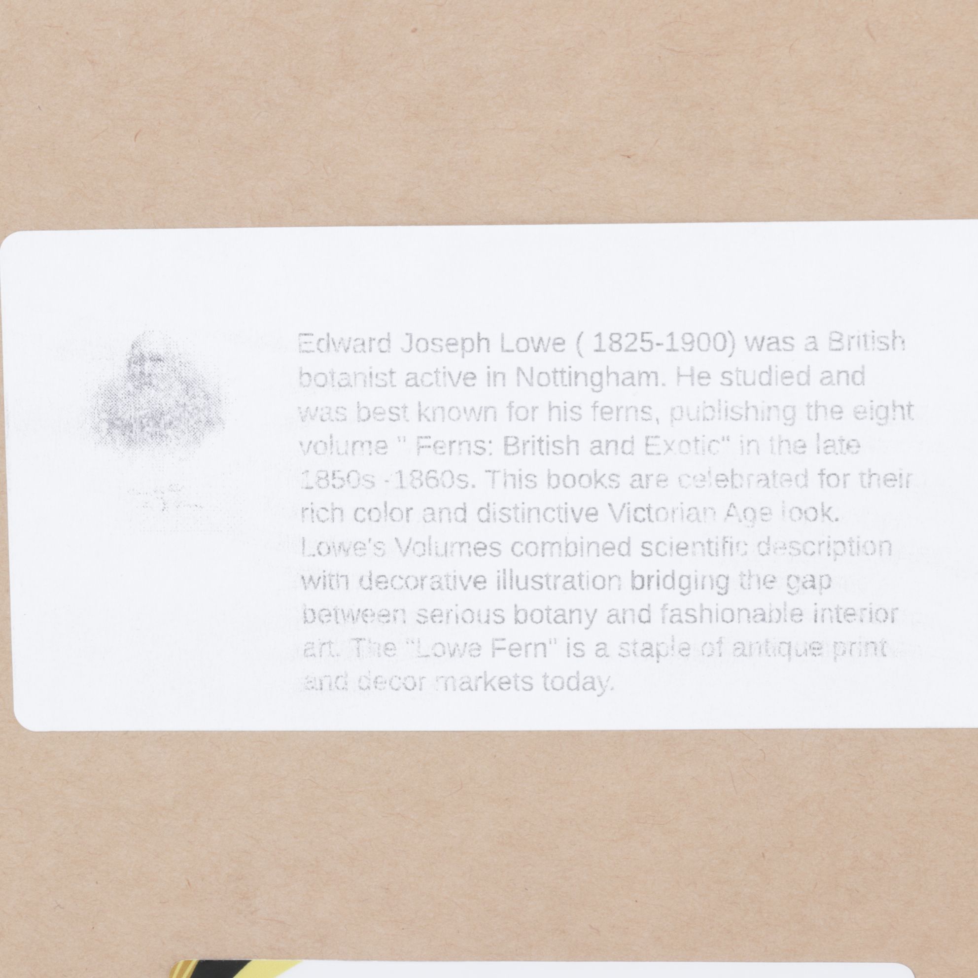 Giclée After Edward Joseph Lowe "Blechnum Cartilagineum", Late 20th Century