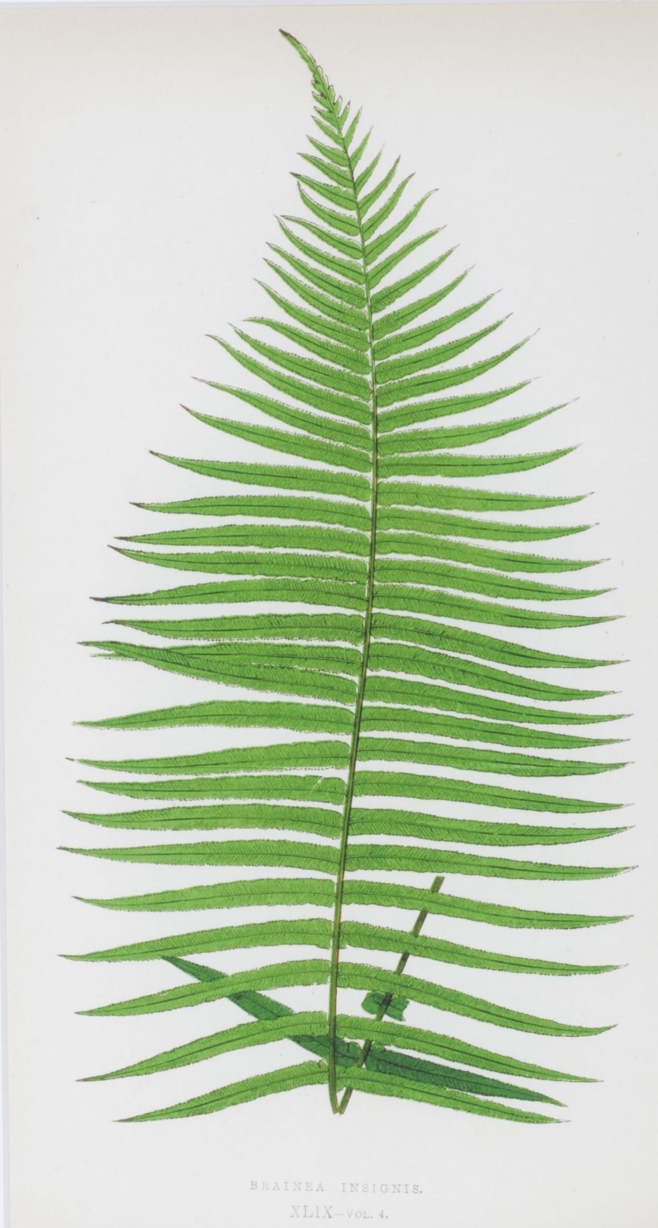 Giclée After Edward Joseph Lowe "Blechnum Cartilagineum", Late 20th Century