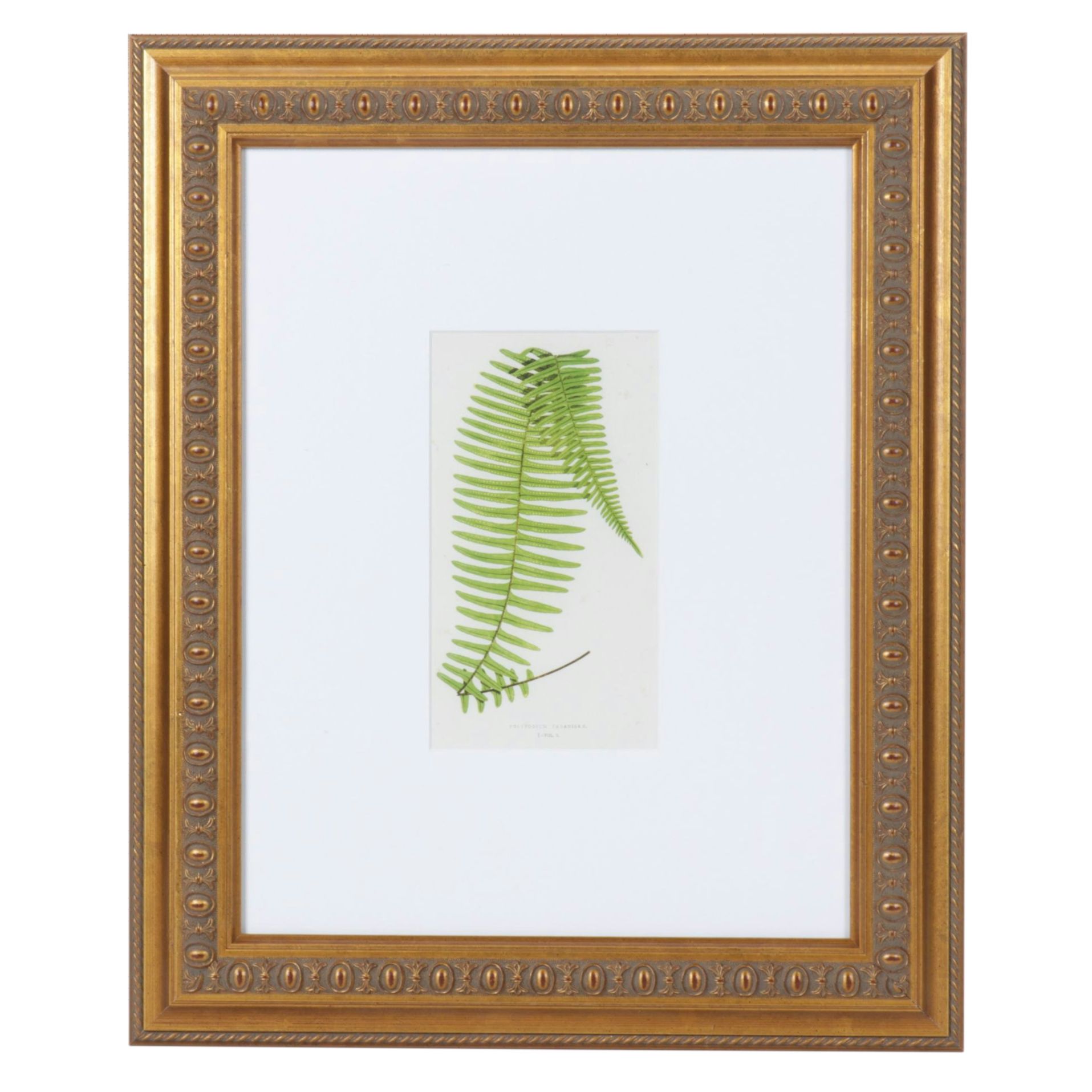 Giclée After Edward Joseph Lowe "Asplenium Compressum", Late 20th Century