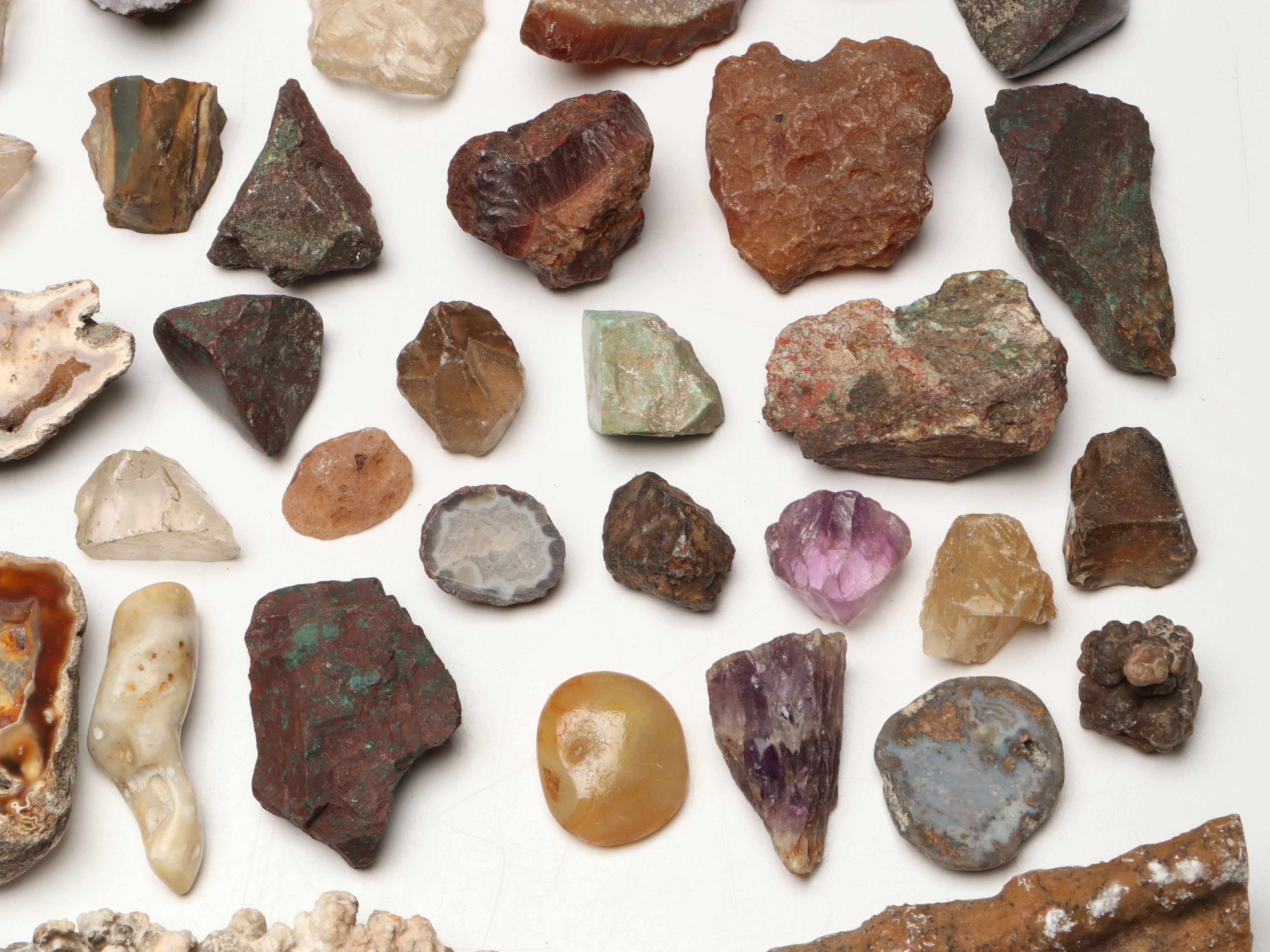 Fossil Rugose Horn Corals, Amethyst Geodes, Redwood Fossil in Shale