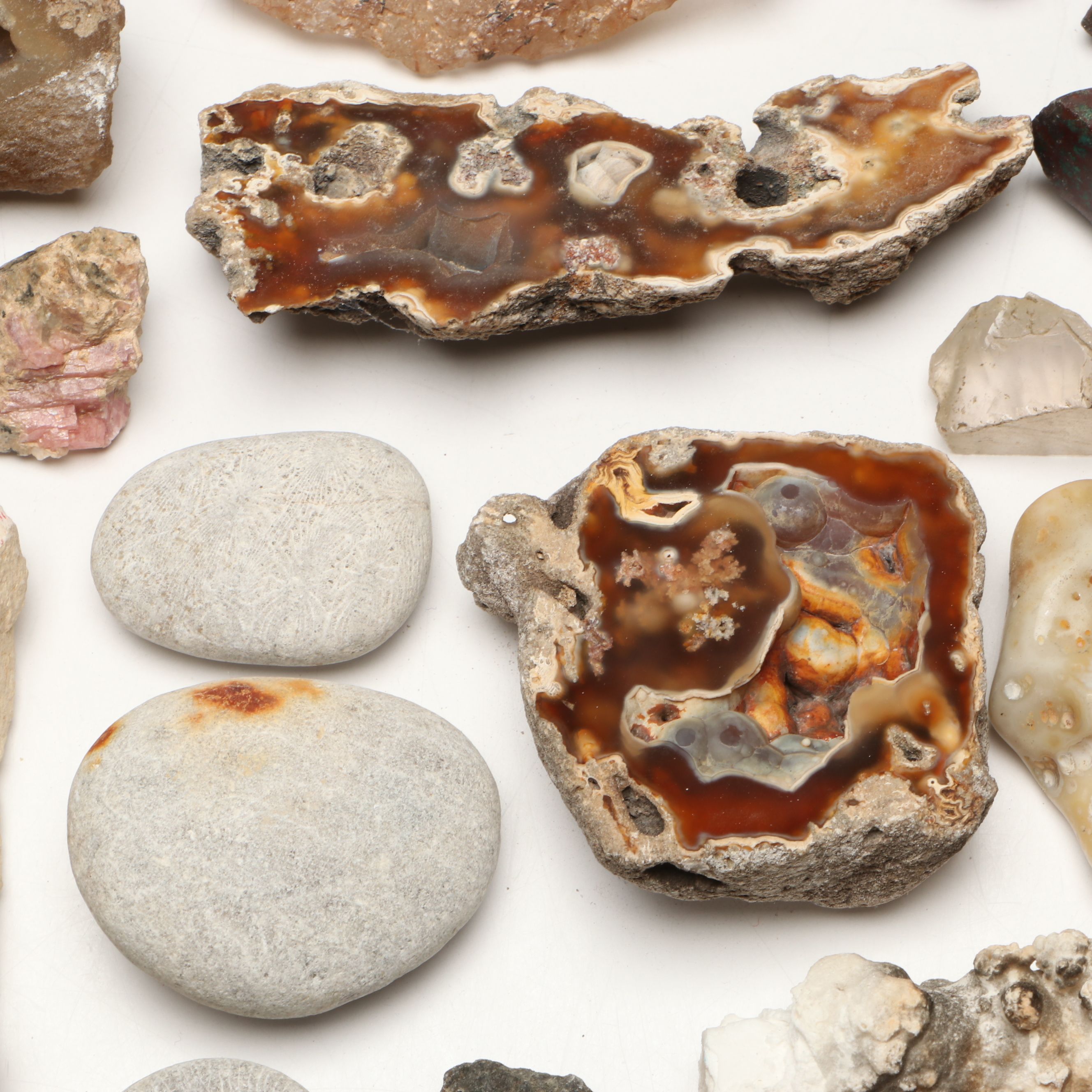 Fossil Rugose Horn Corals, Amethyst Geodes, Redwood Fossil in Shale