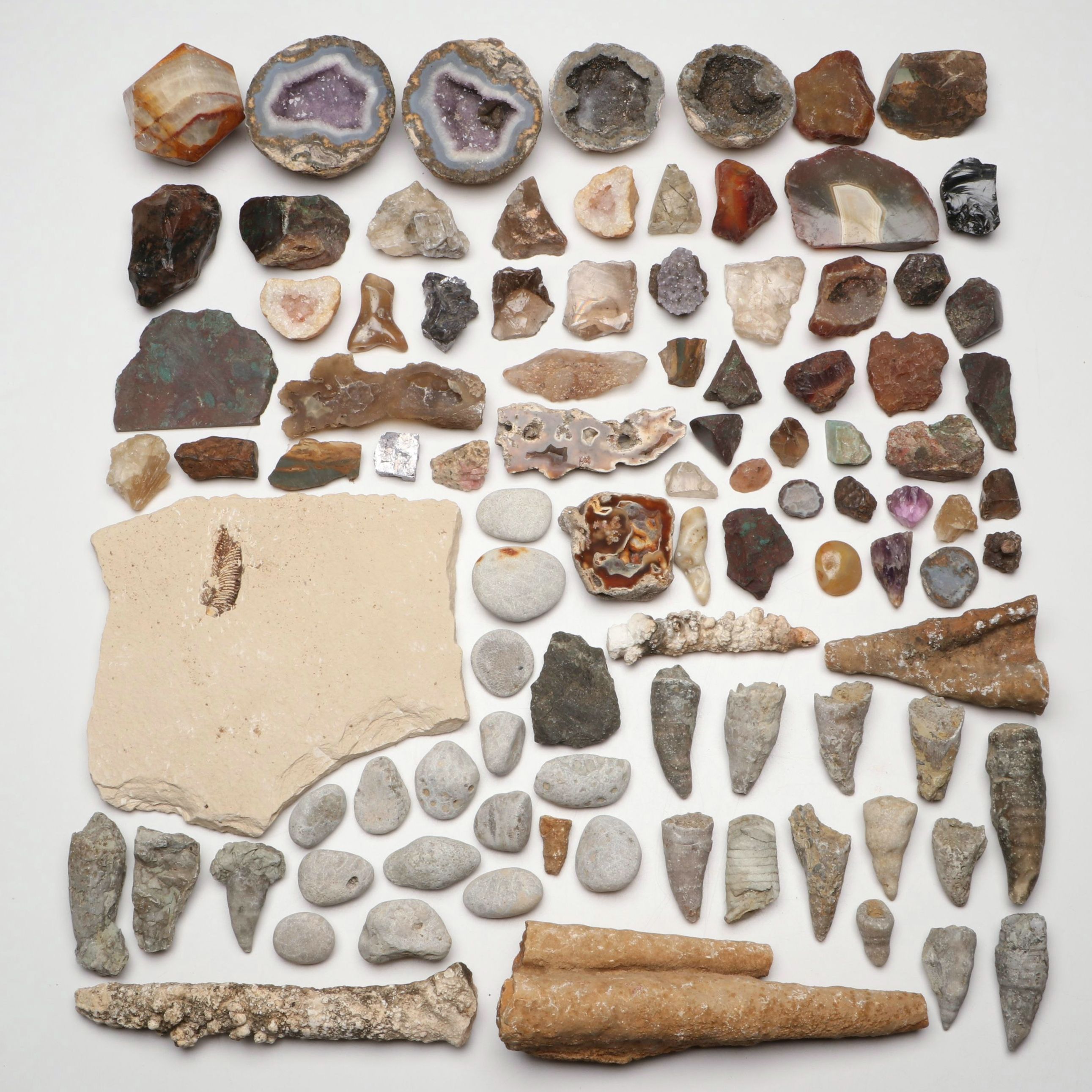 Fossil Rugose Horn Corals, Amethyst Geodes, Redwood Fossil in Shale