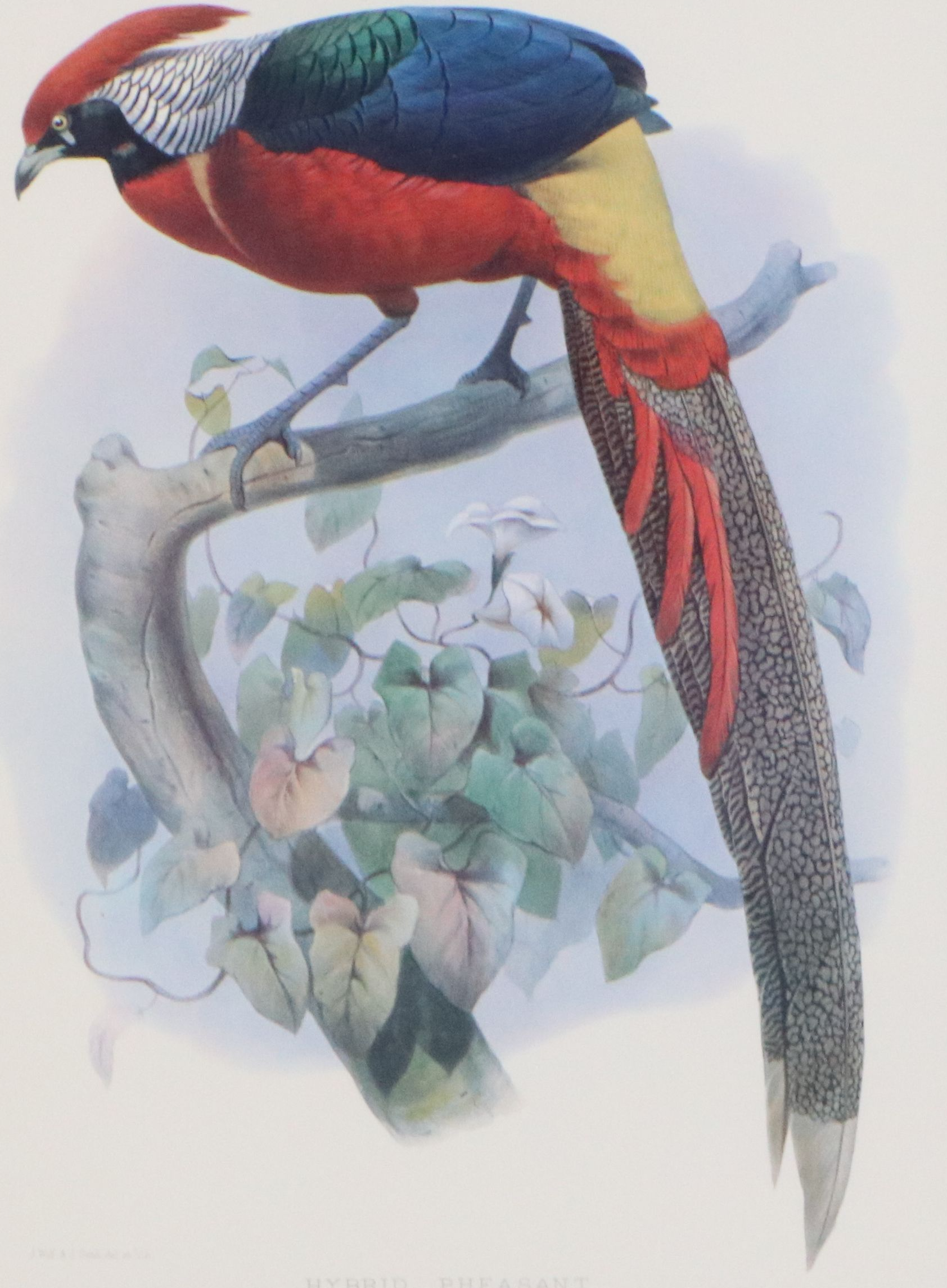 Ornithological Giclée After Joseph Wolf and Joseph Smit "Hybrid Pheasant"