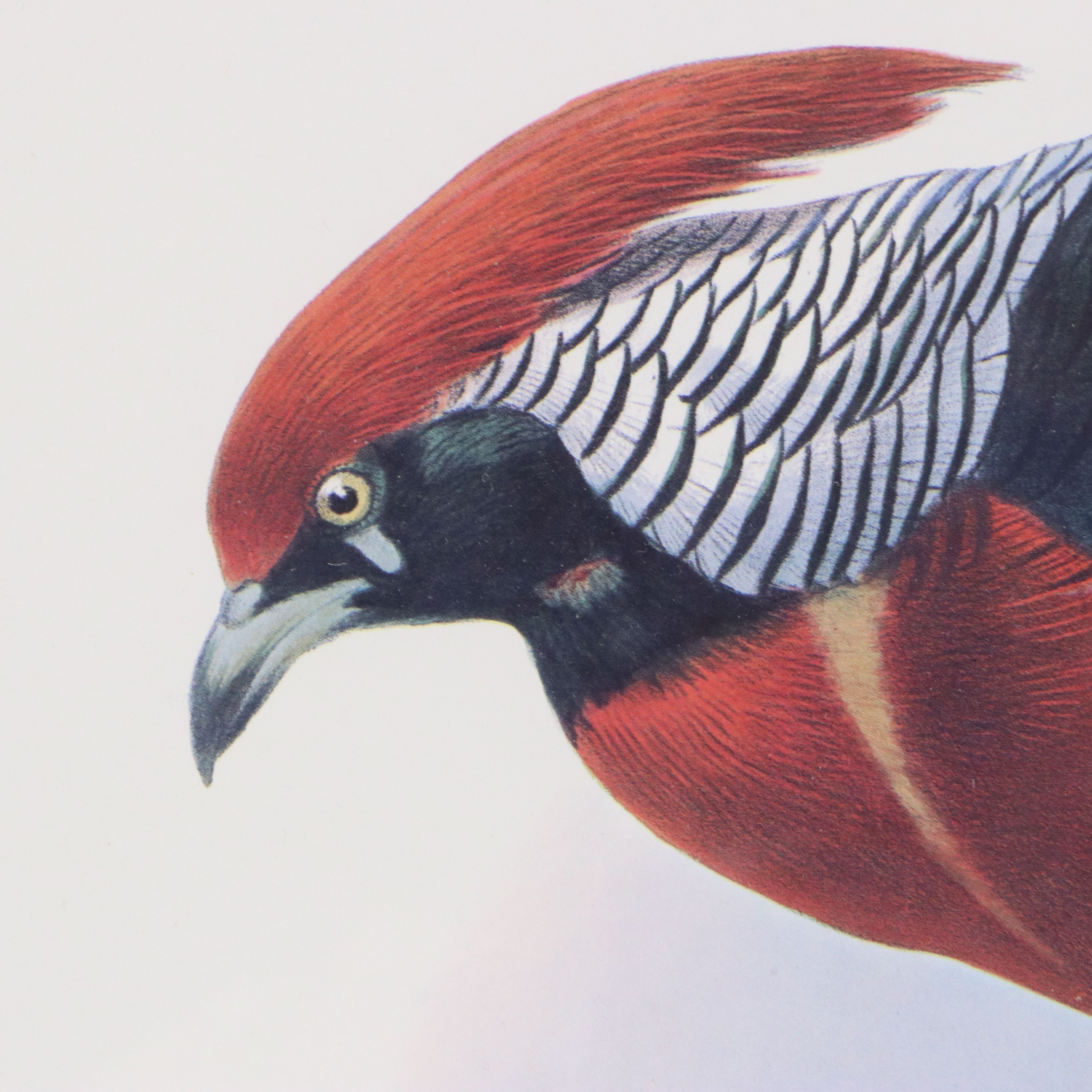 Ornithological Giclée After Joseph Wolf and Joseph Smit "Hybrid Pheasant"
