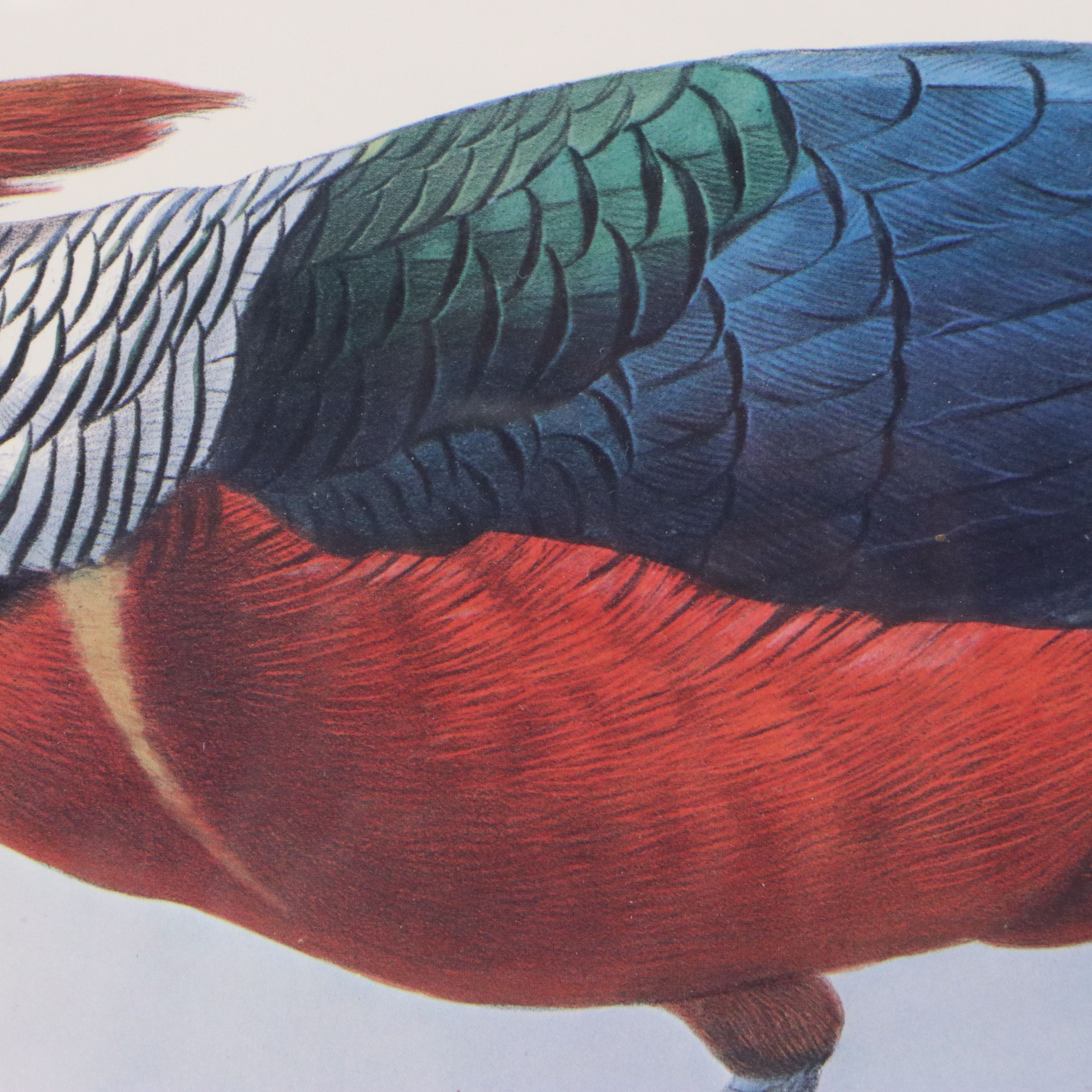Ornithological Giclée After Joseph Wolf and Joseph Smit "Hybrid Pheasant"