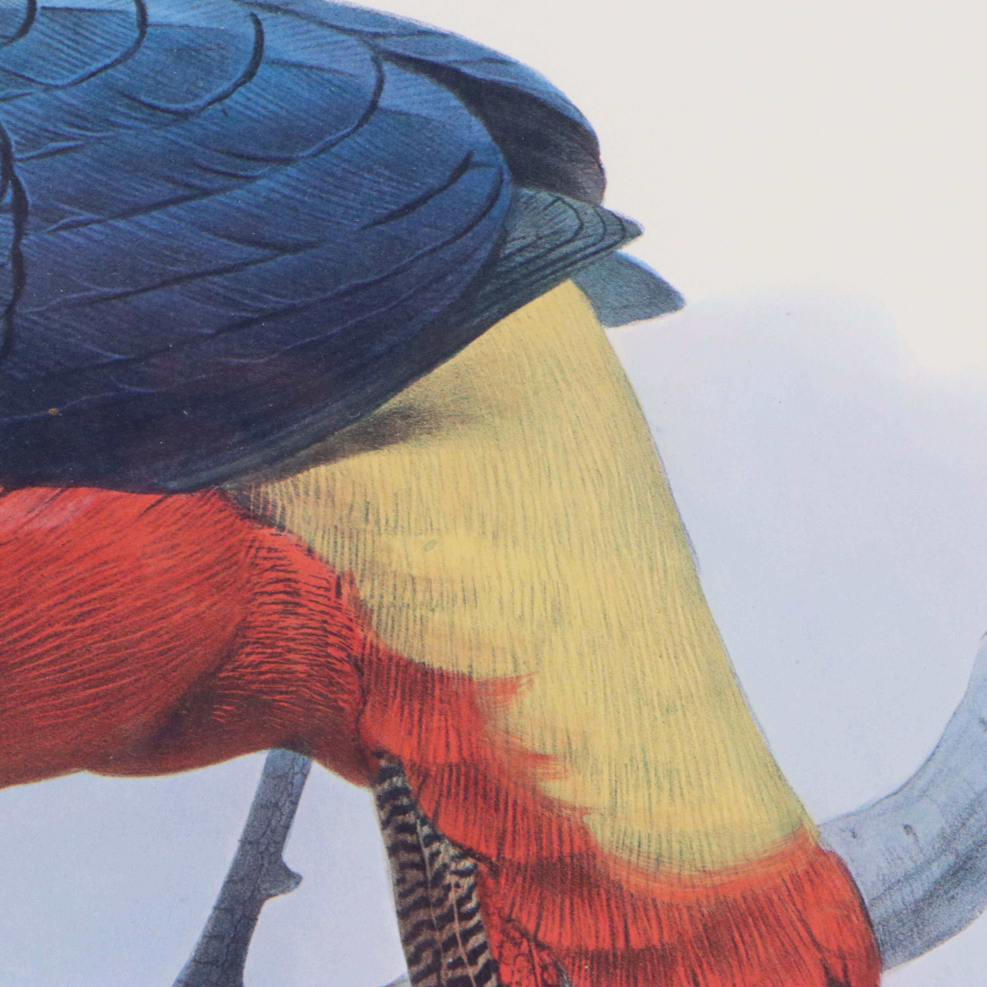 Ornithological Giclée After Joseph Wolf and Joseph Smit "Hybrid Pheasant"