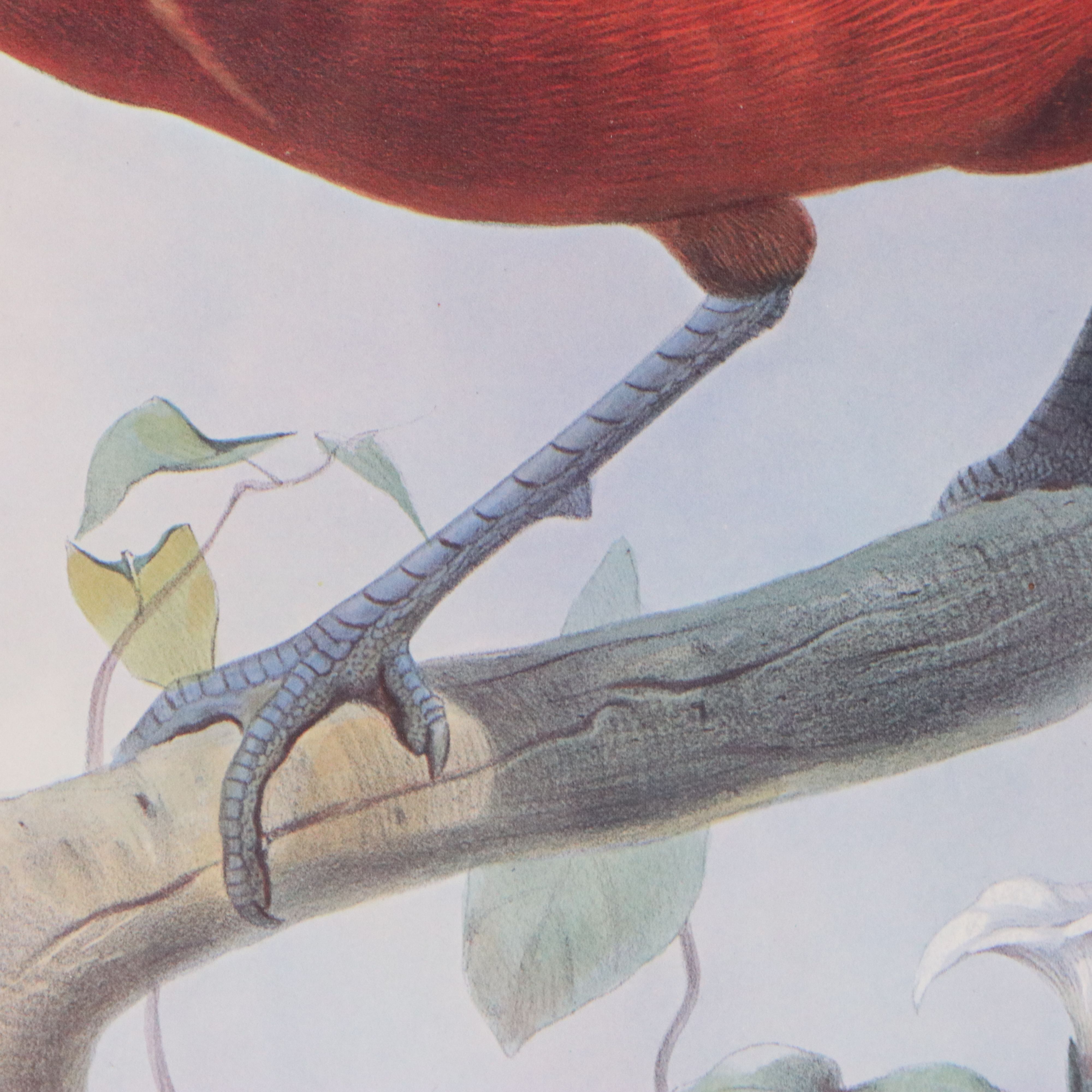 Ornithological Giclée After Joseph Wolf and Joseph Smit "Hybrid Pheasant"