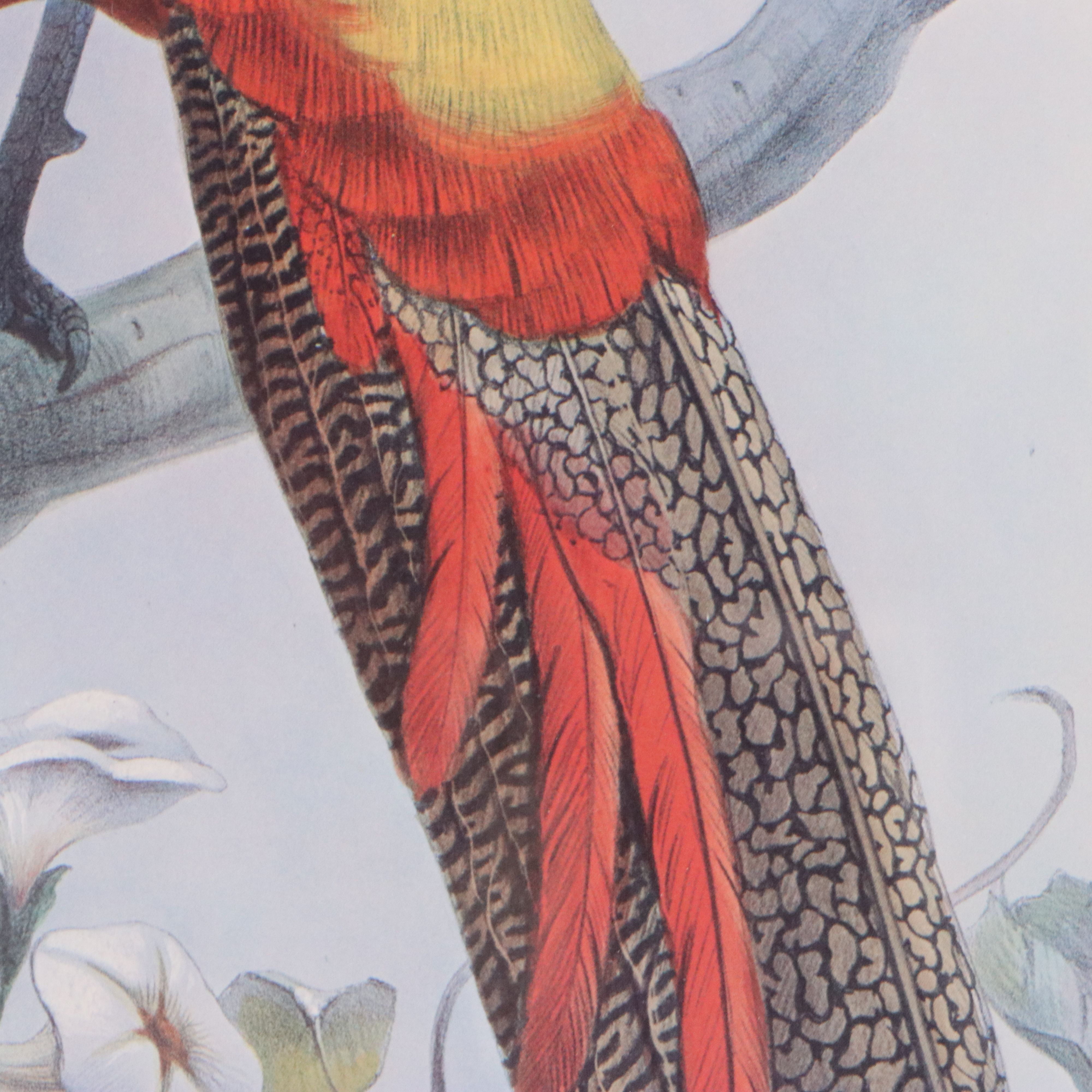 Ornithological Giclée After Joseph Wolf and Joseph Smit "Hybrid Pheasant"
