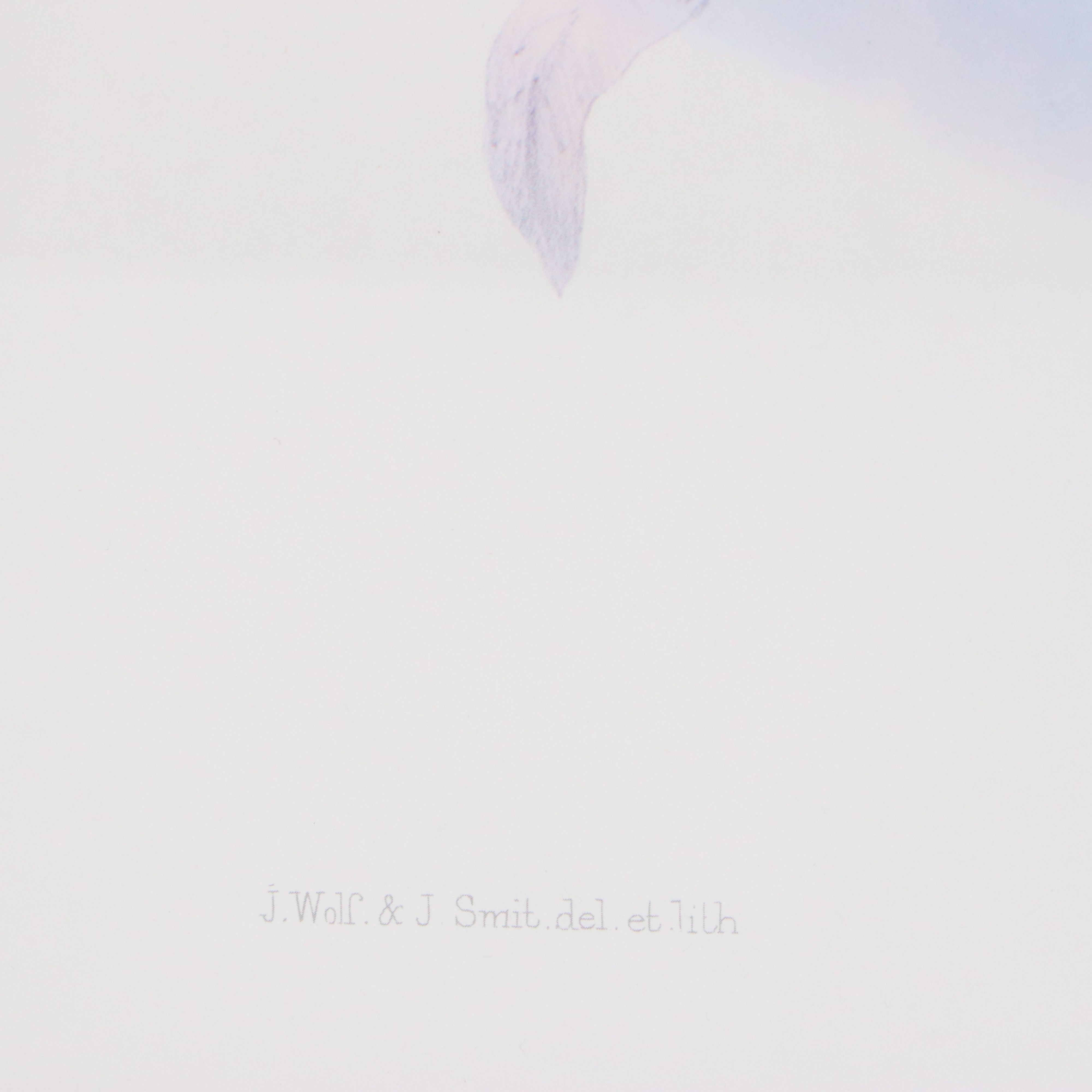 Ornithological Giclée After Joseph Wolf and Joseph Smit "Hybrid Pheasant"