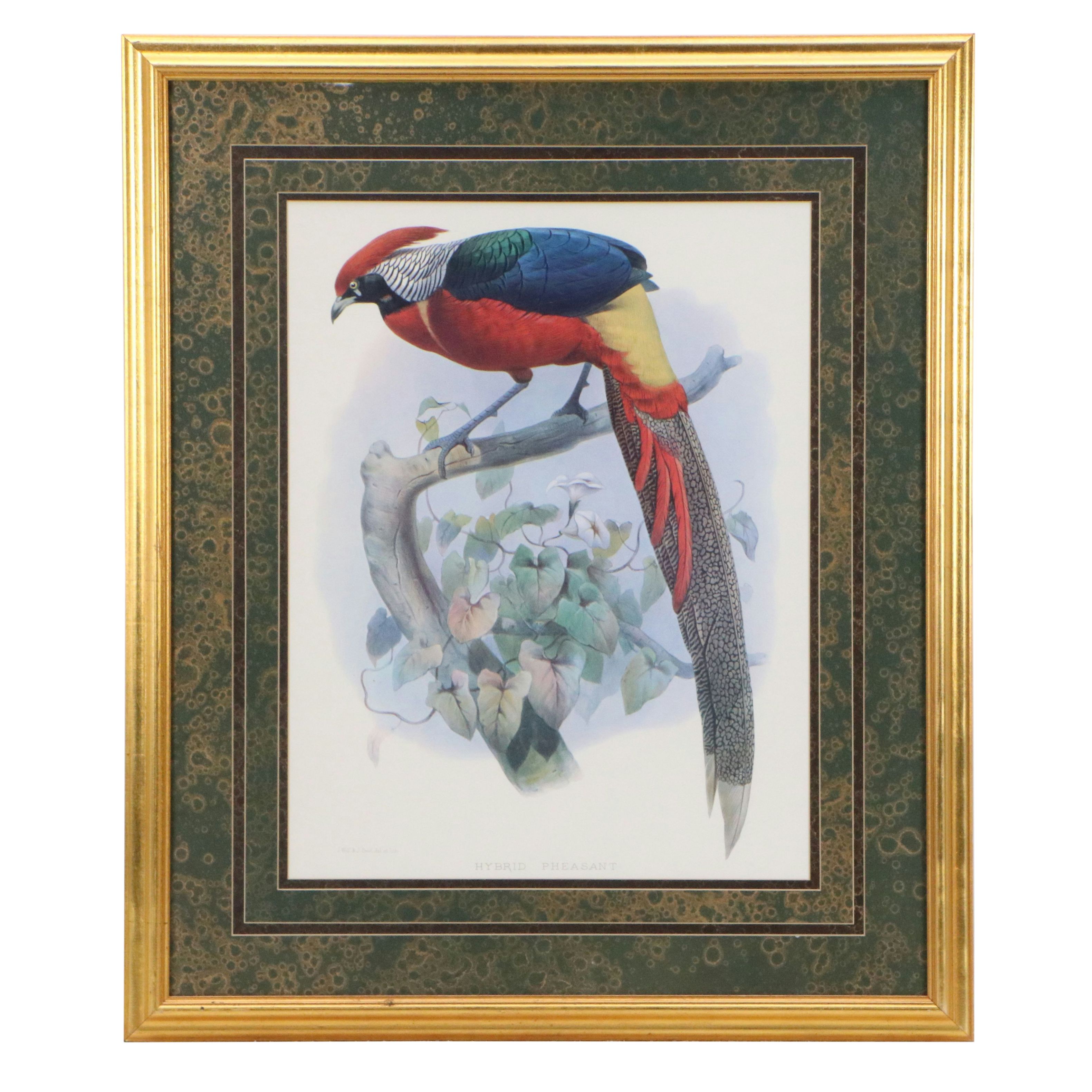 Ornithological Giclée After Joseph Wolf and Joseph Smit "Hybrid Pheasant"