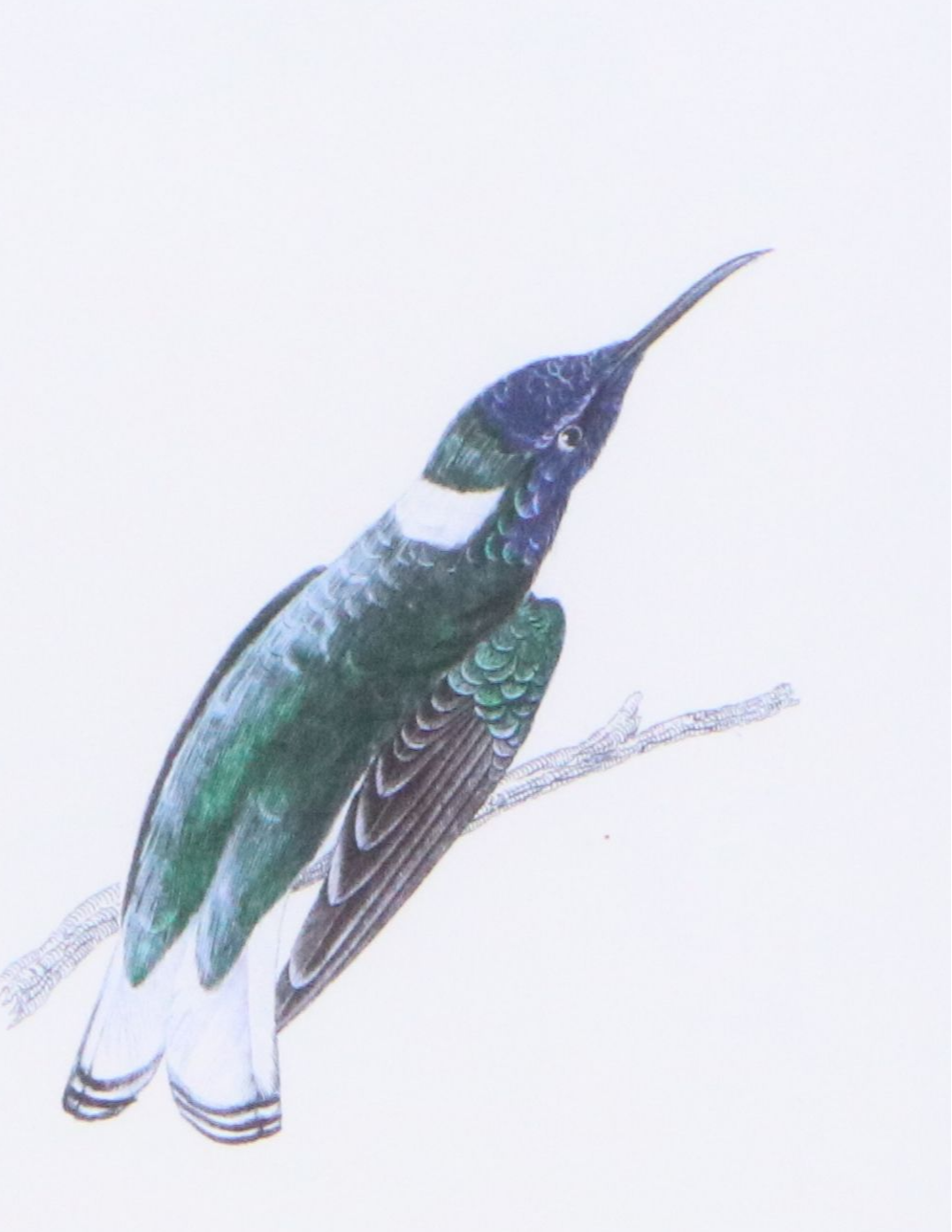 Ornithological Giclée After Sir William Jardine "Trochilus Mellivorus"