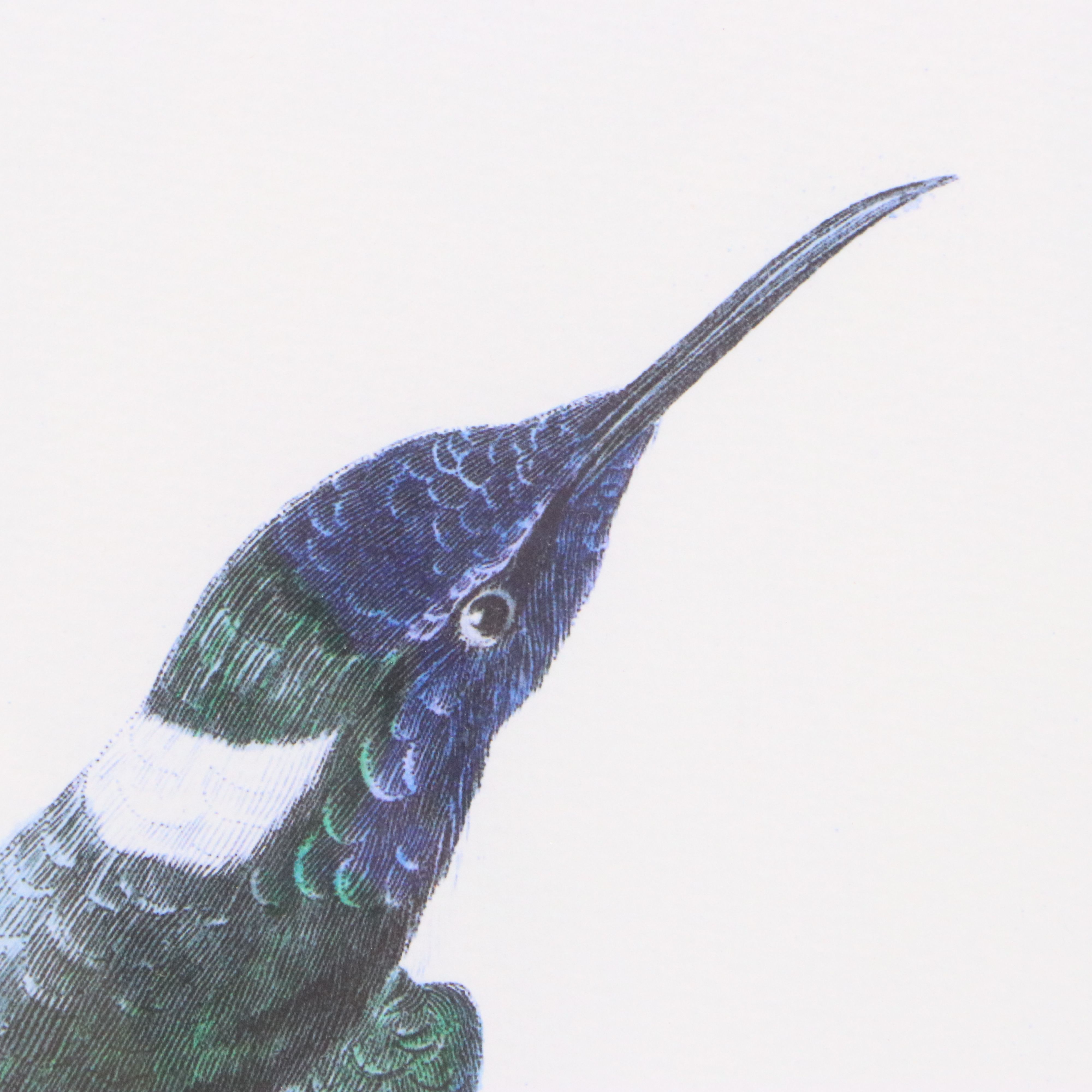 Ornithological Giclée After Sir William Jardine "Trochilus Mellivorus"