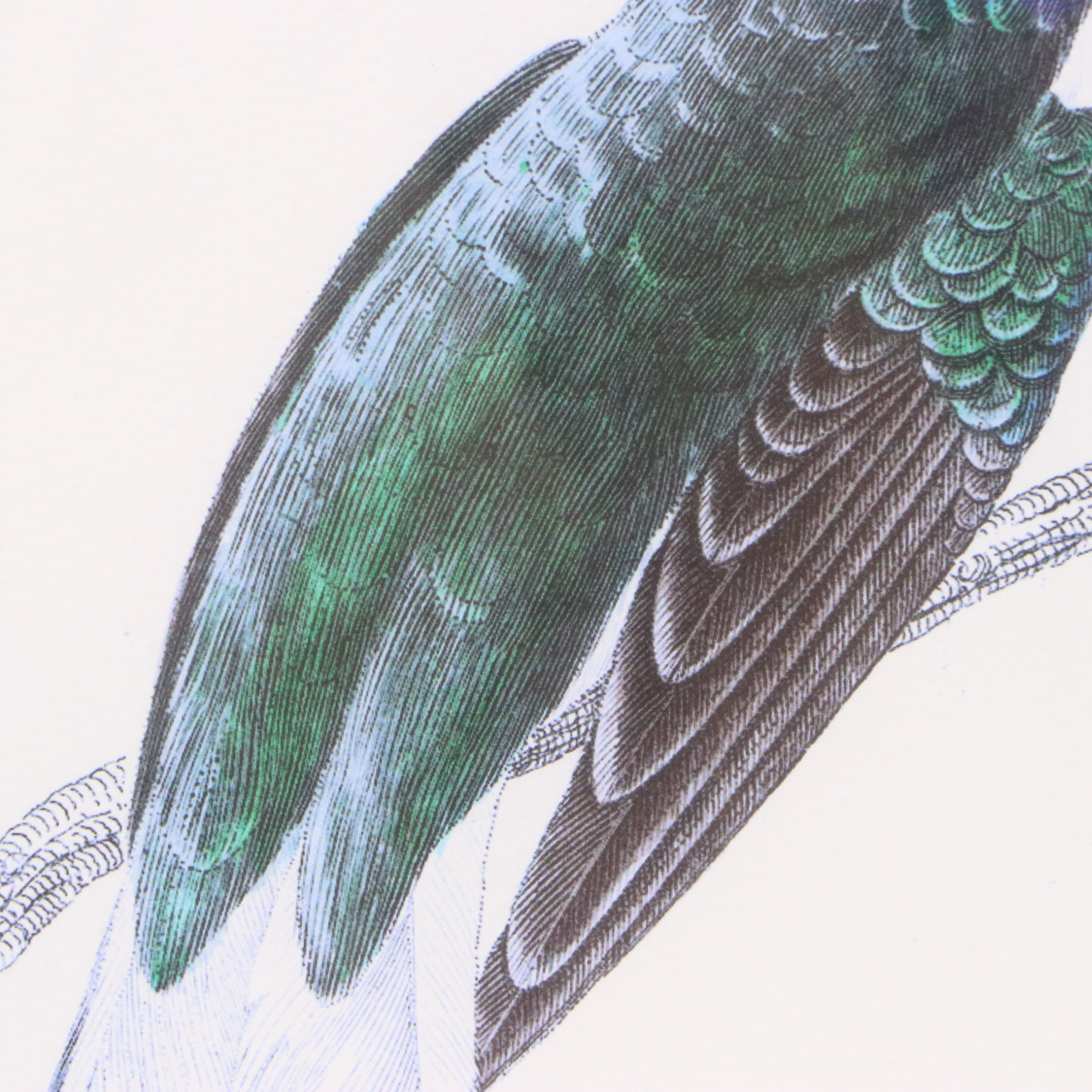 Ornithological Giclée After Sir William Jardine "Trochilus Mellivorus"