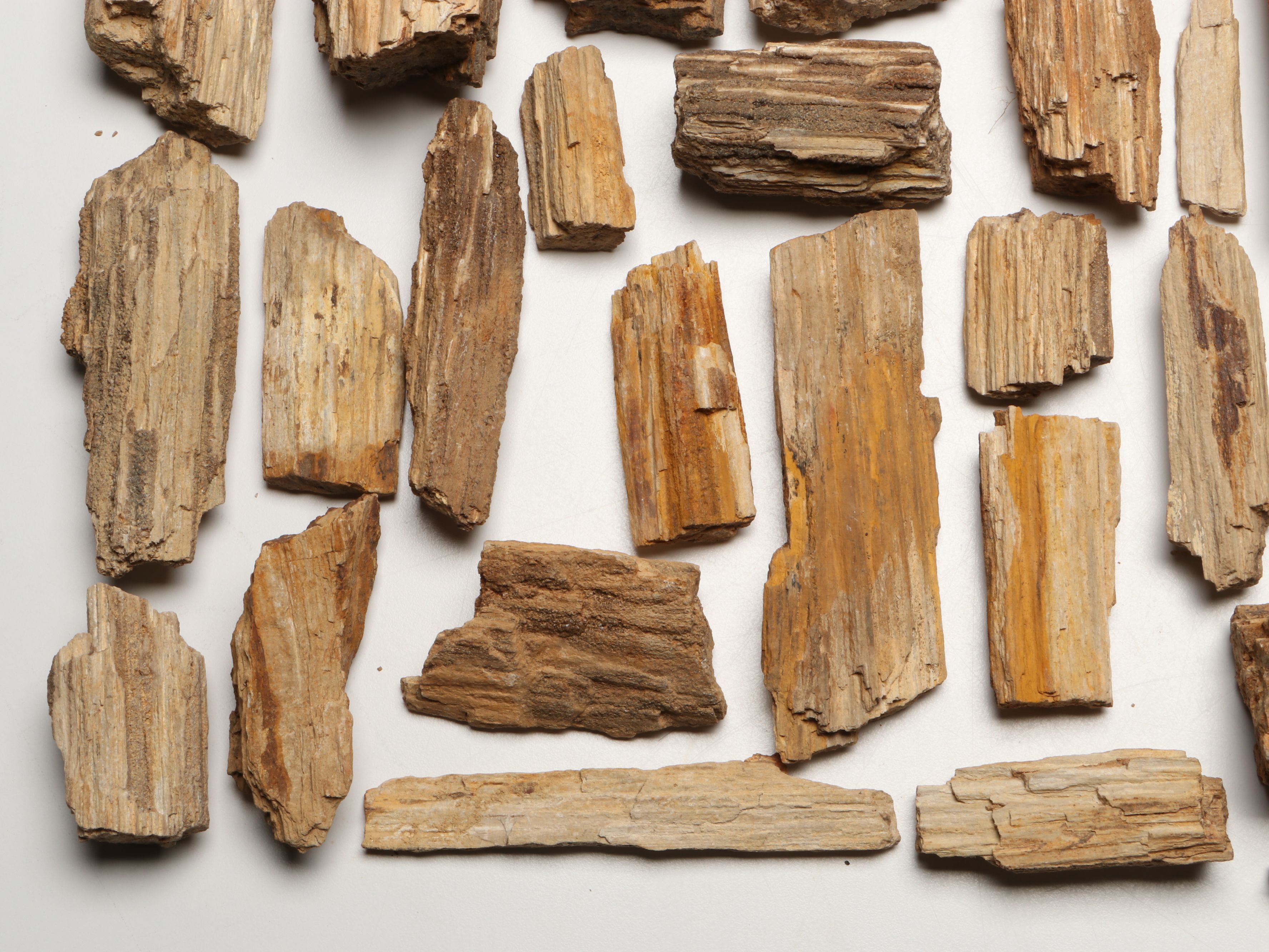 Extensive Petrified Wood Collection with Regional Stalactites and More