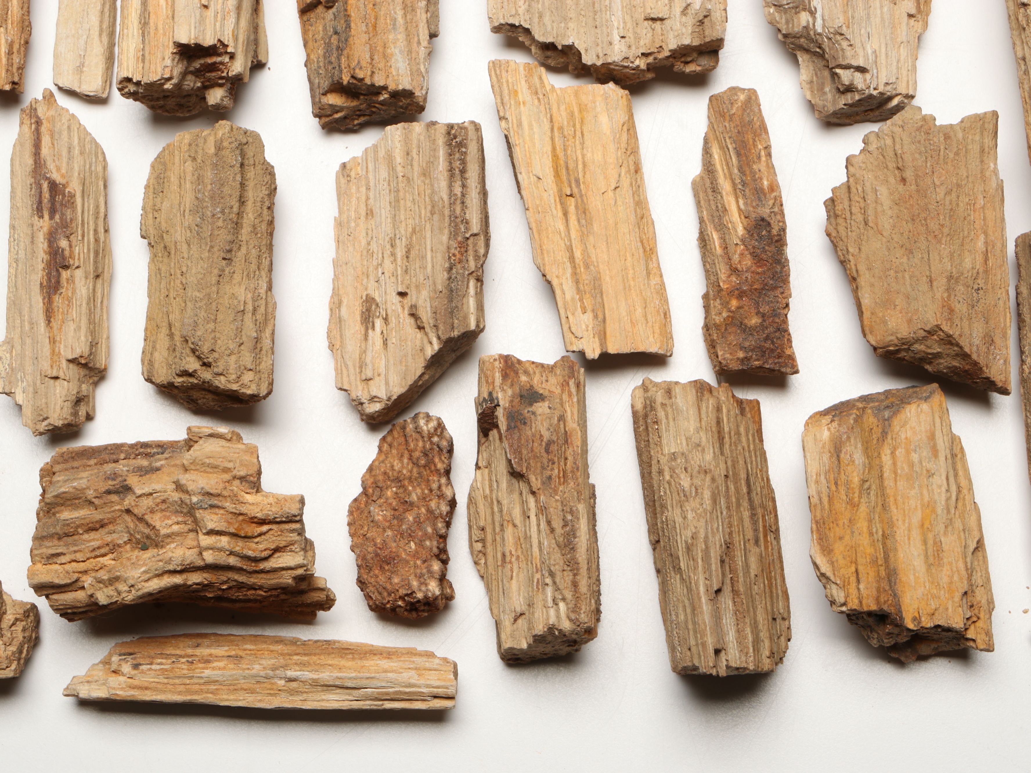 Extensive Petrified Wood Collection with Regional Stalactites and More