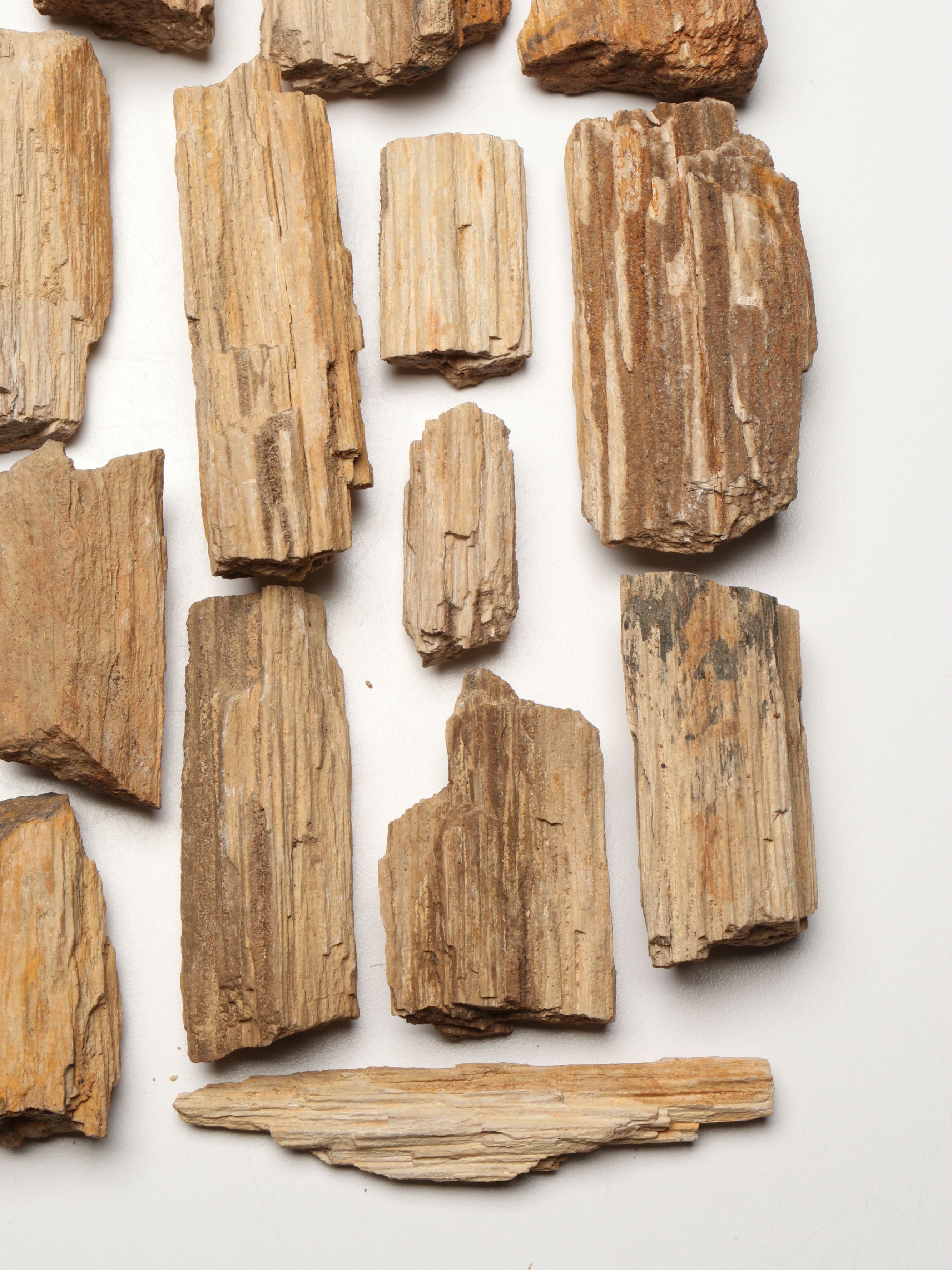 Extensive Petrified Wood Collection with Regional Stalactites and More