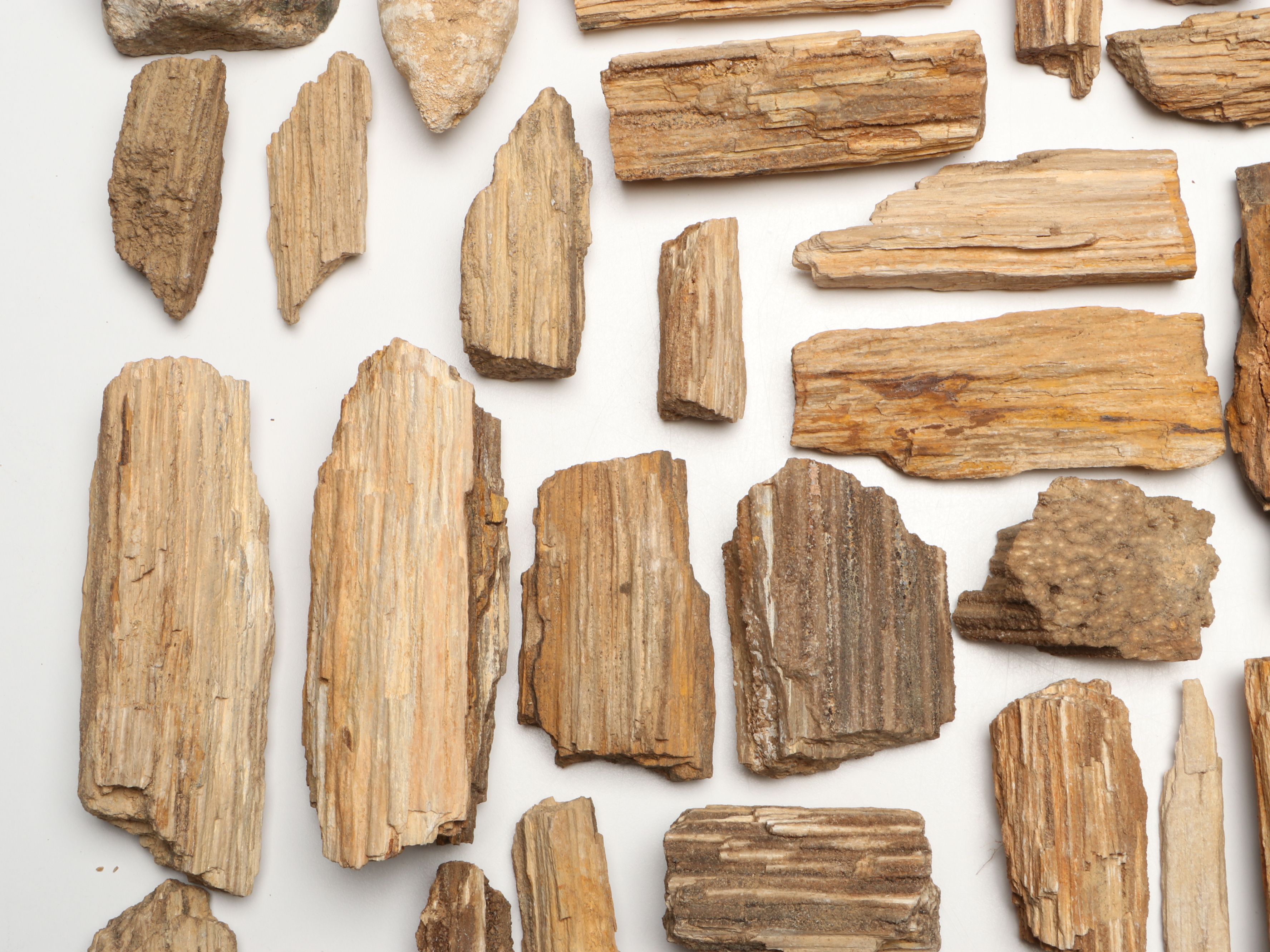 Extensive Petrified Wood Collection with Regional Stalactites and More