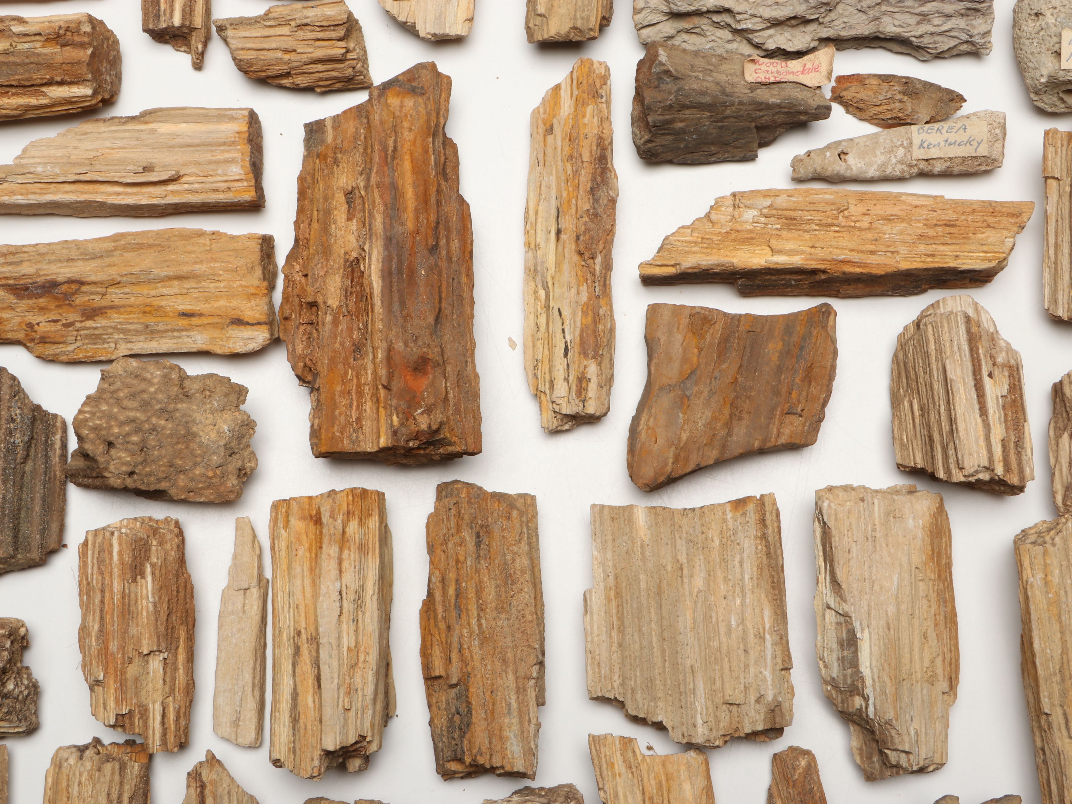 Extensive Petrified Wood Collection with Regional Stalactites and More