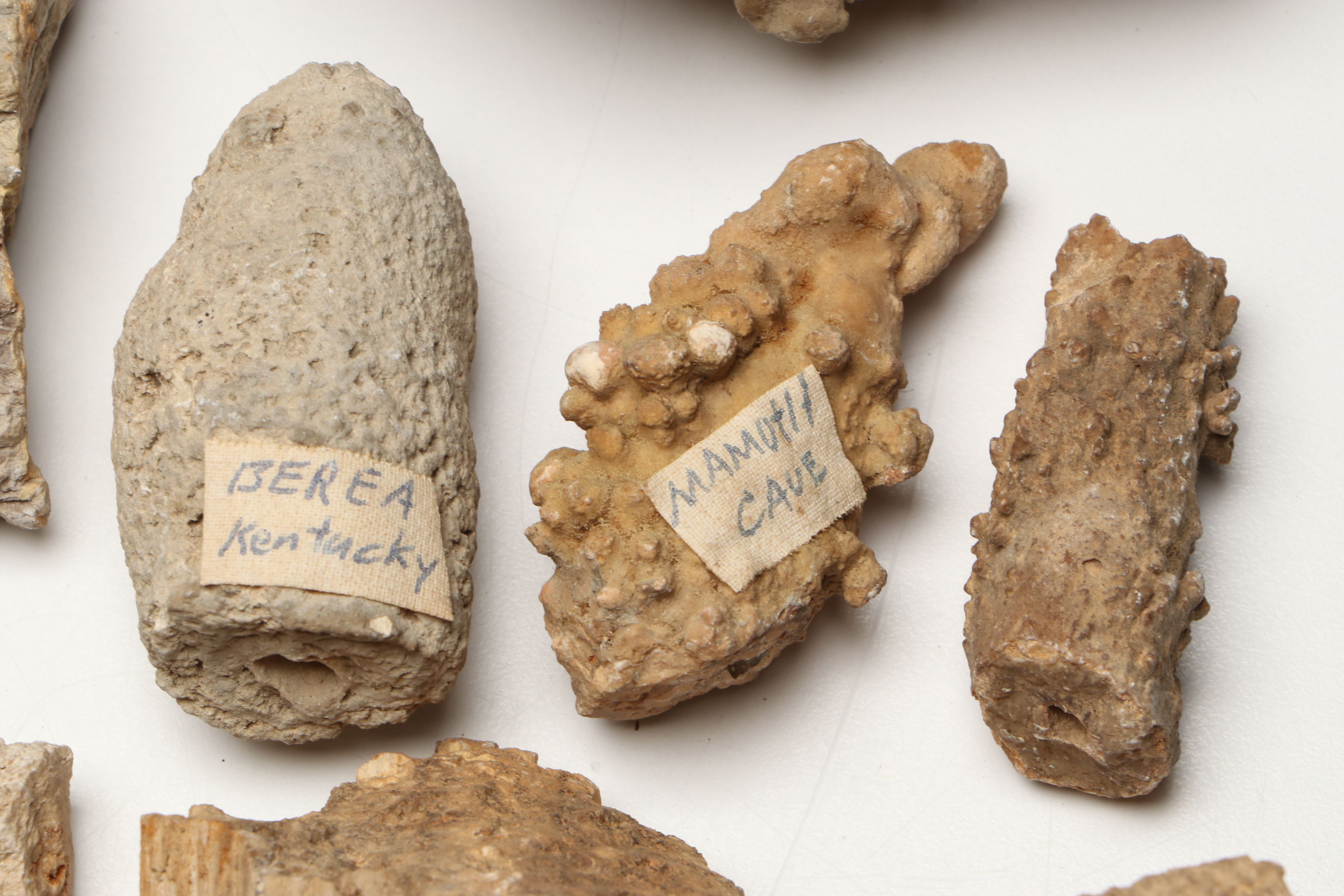 Extensive Petrified Wood Collection with Regional Stalactites and More