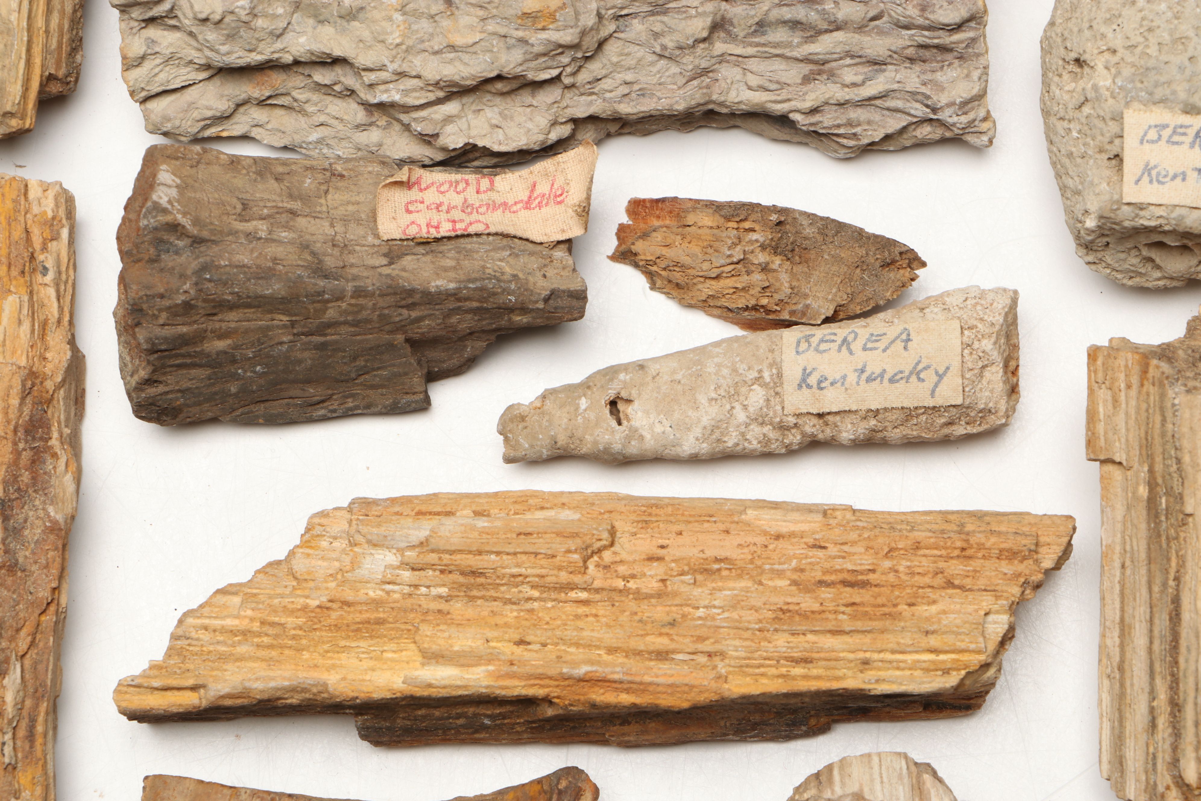 Extensive Petrified Wood Collection with Regional Stalactites and More