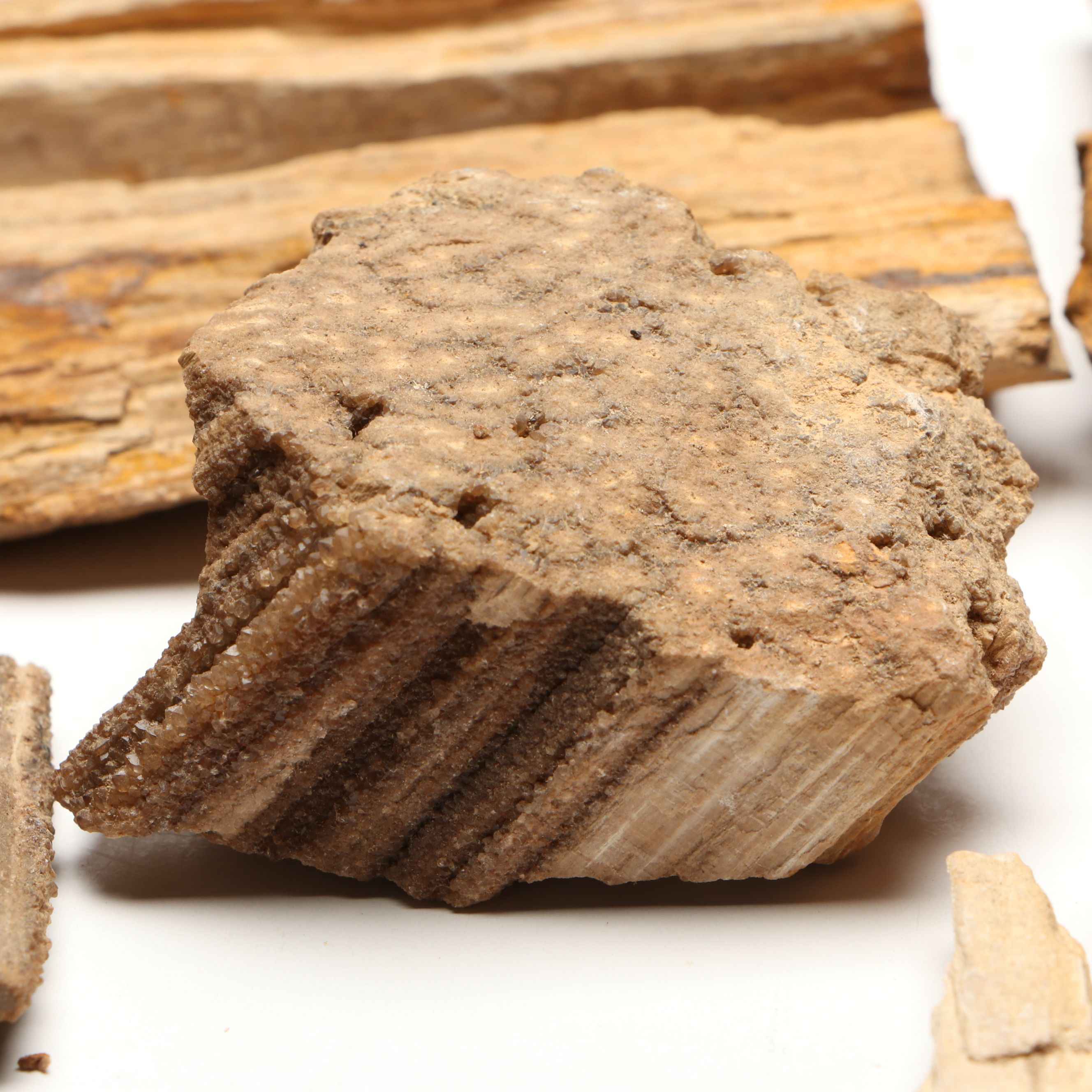 Extensive Petrified Wood Collection with Regional Stalactites and More