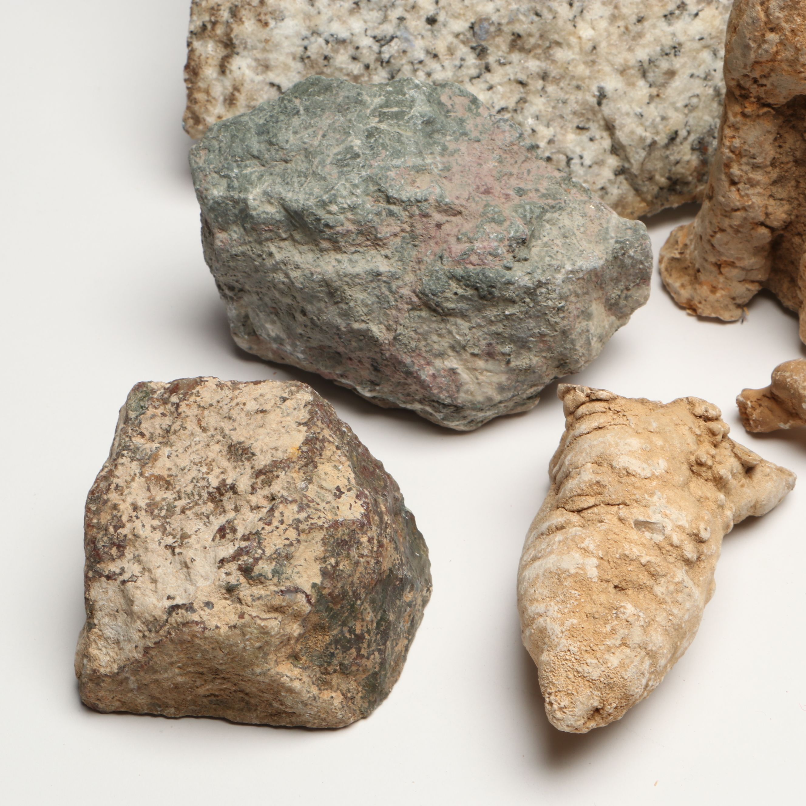 Extensive Petrified Wood Collection with Regional Stalactites and More