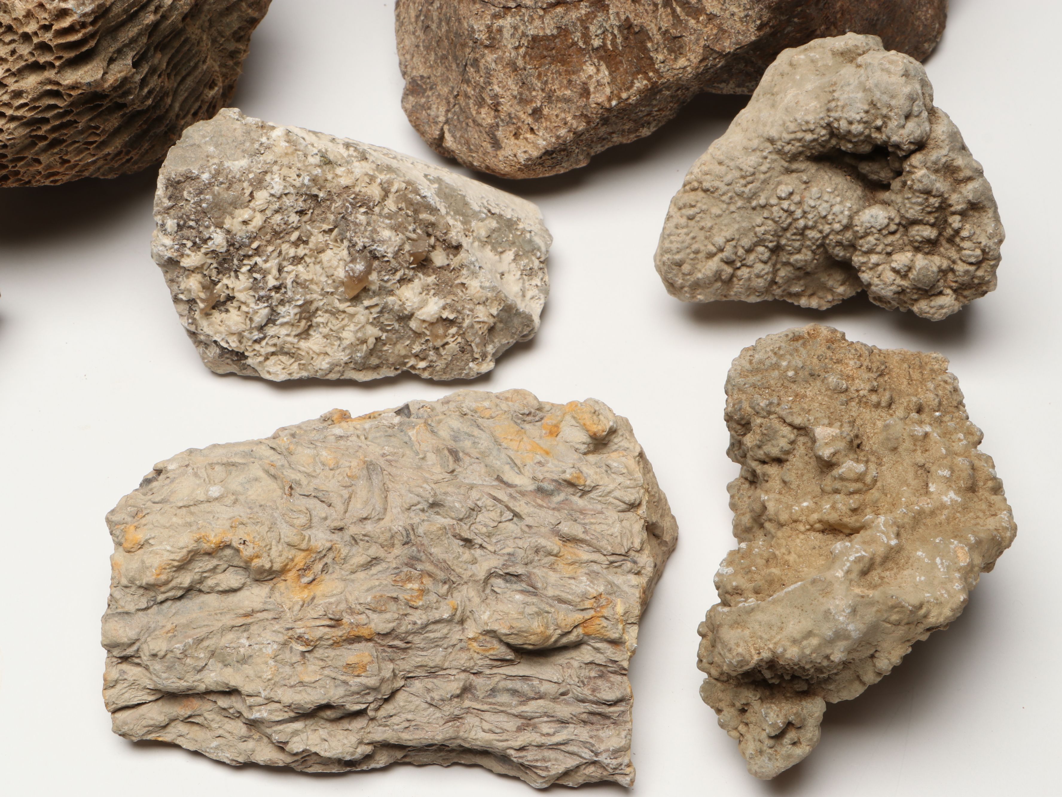 Extensive Petrified Wood Collection with Regional Stalactites and More