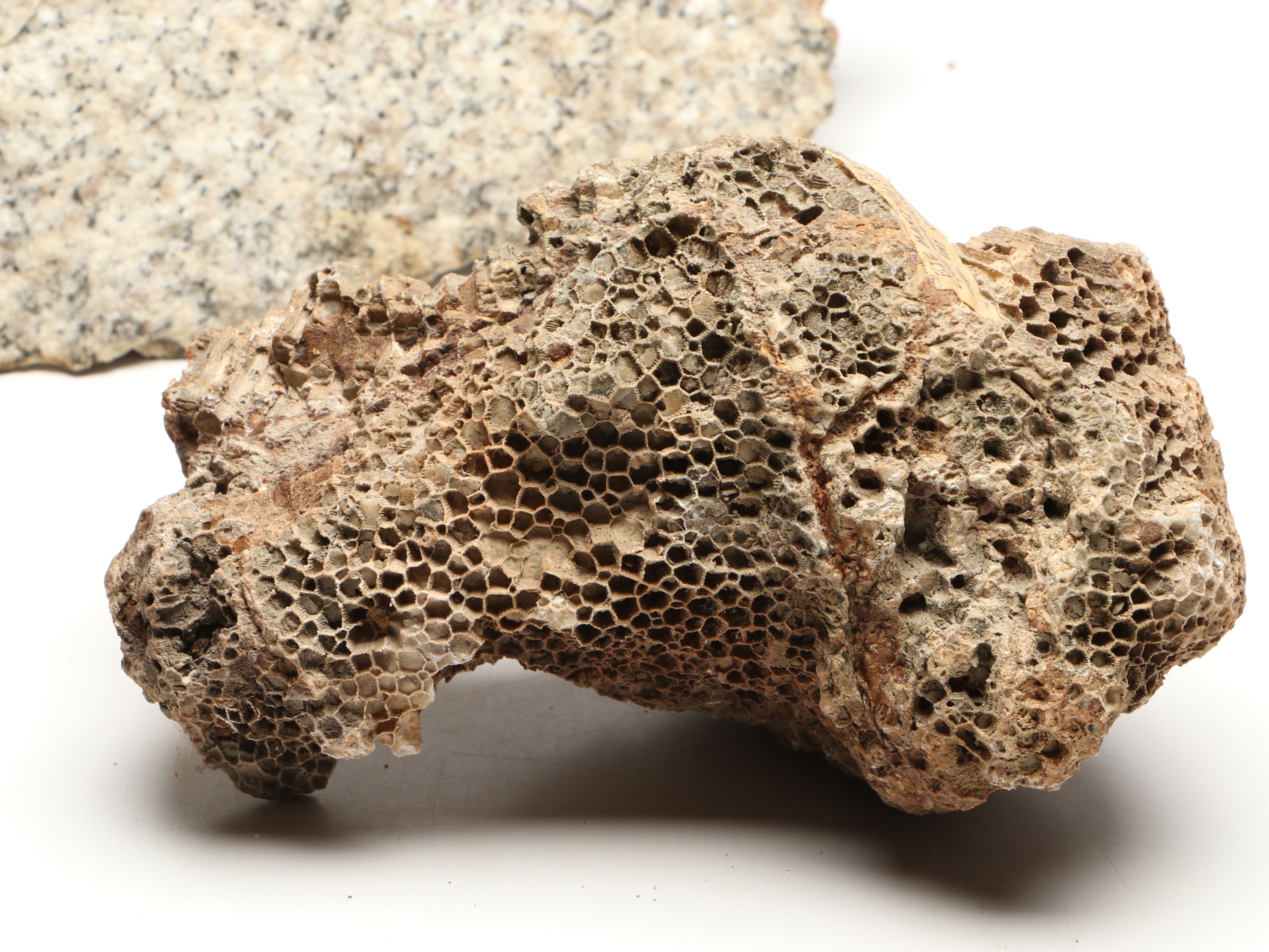 Extensive Petrified Wood Collection with Regional Stalactites and More