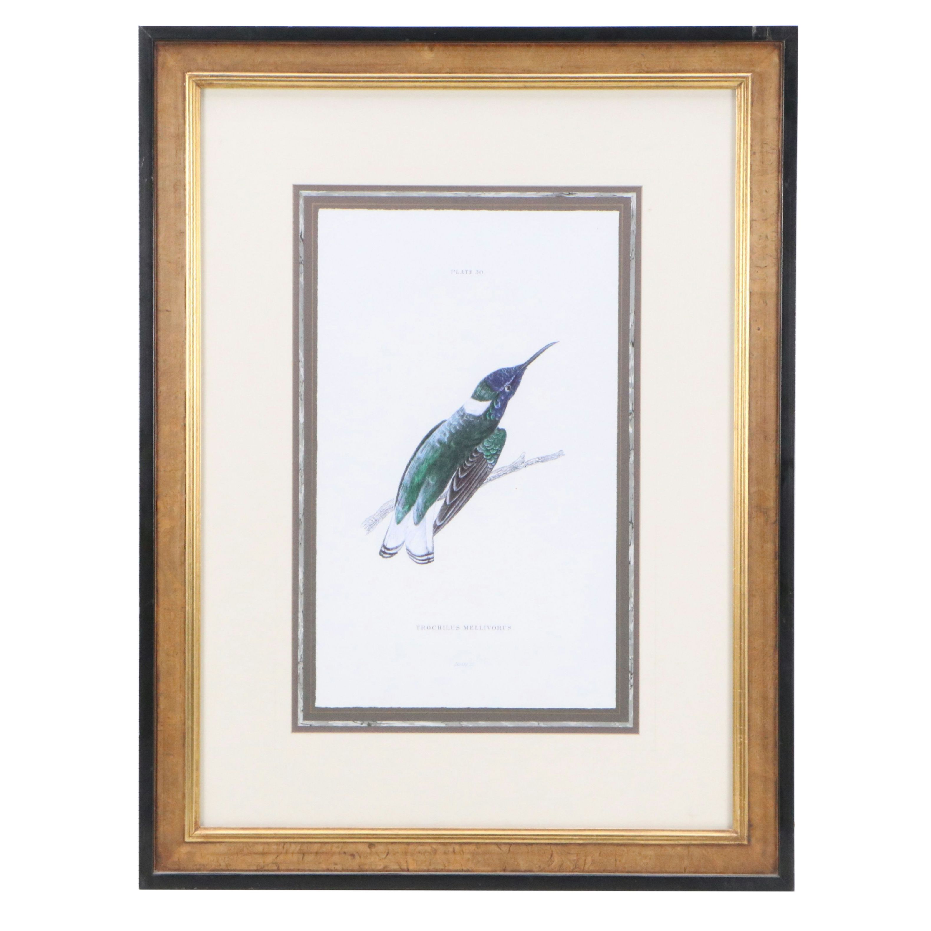 Ornithological Giclée After Sir William Jardine "Trochilus Mellivorus"